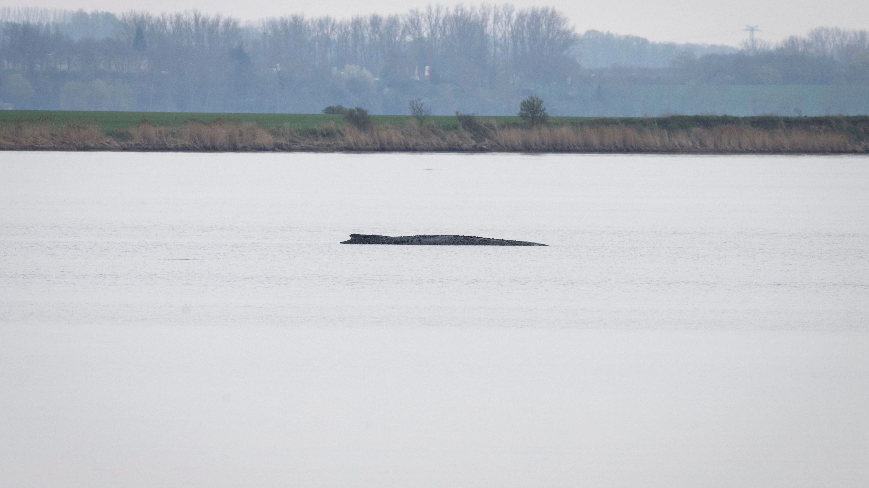 „Irreführend“: Warnung vor falschen Spendenaufrufen für gestrandeten Wal „Irreführend“: Warnung vor falschen Spendenaufrufen für gestrandeten Wal