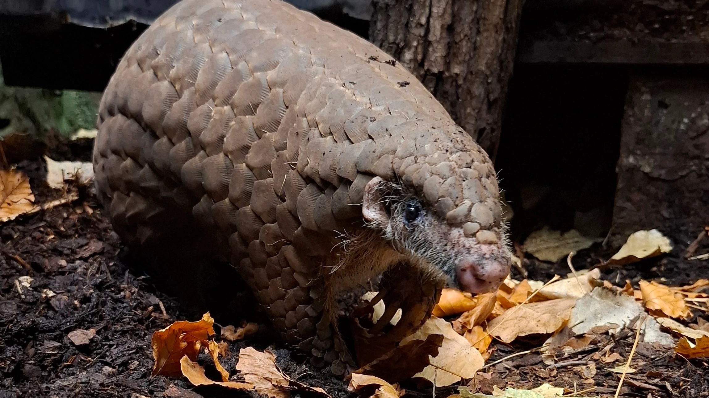 Gut geschützt und doch bedroht: Mit den seltenen Ohrenschuppentieren ist eine neue Art ins Grzimekhaus eingezogen. - Zoo Frankfurt
