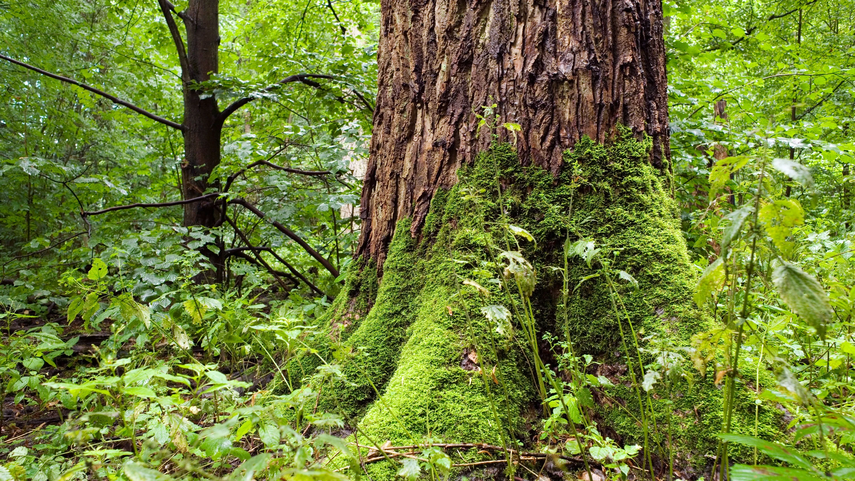 Anpassung an Klimawandel: Wie die Stadt ihren Wald heilt Anpassung an Klimawandel: Wie die Stadt ihren Wald heilt
