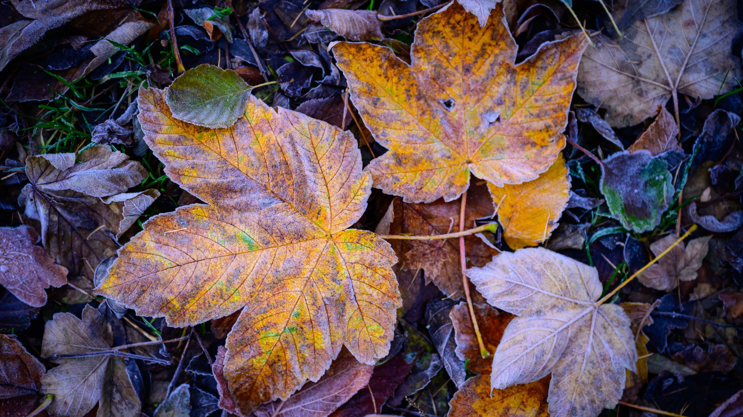 Gartenarbeit: Die Harke ist der Freund des Menschen Gartenarbeit: Die Harke ist der Freund des Menschen