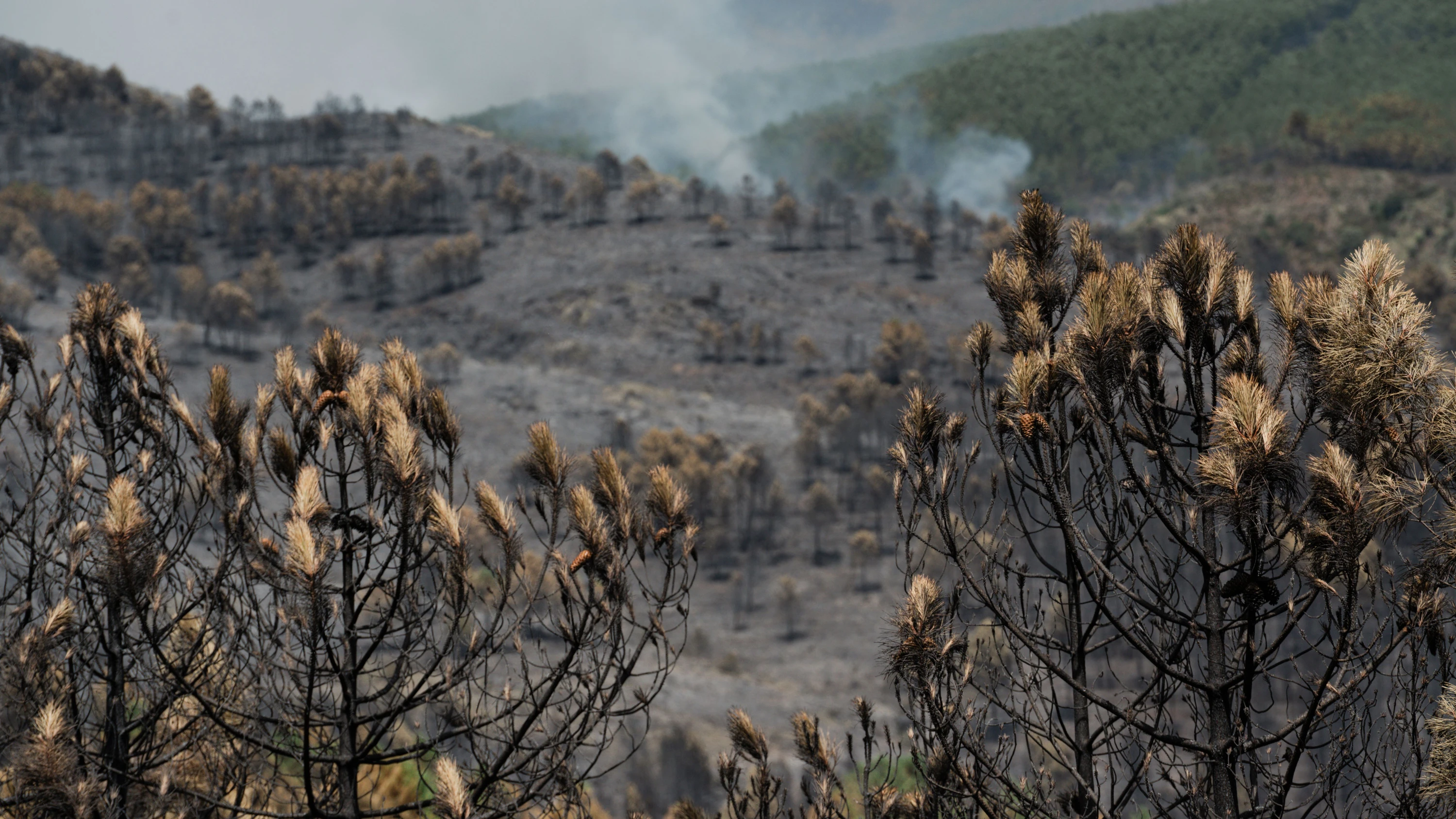 Über 13.000 Hektar verbrannt: Eine Serie von Waldbränden wütet in Spanien