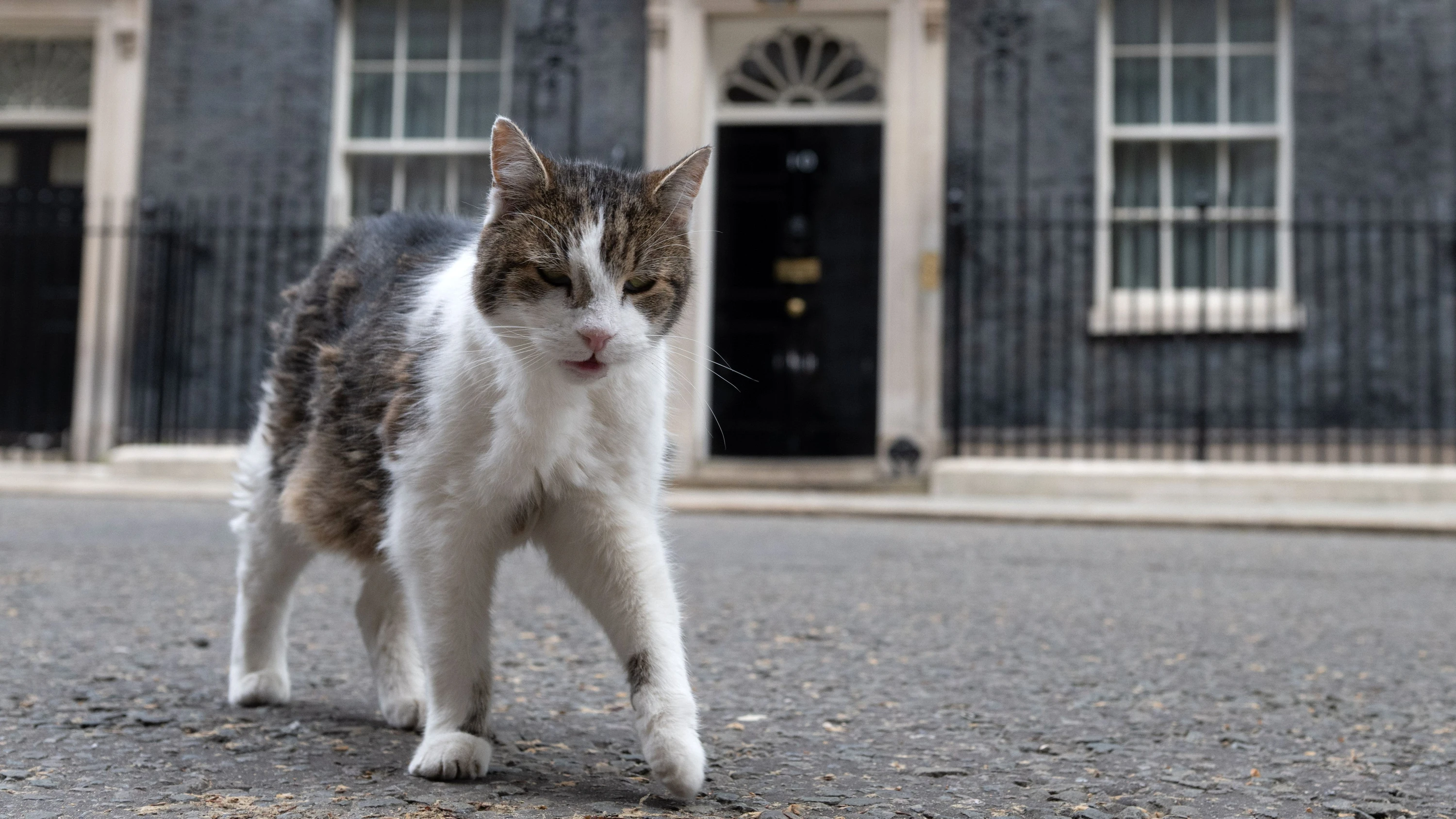 Großbritannien: Kater Larry widerspricht seiner Todesnachricht Großbritannien: Kater Larry widerspricht seiner Todesnachricht