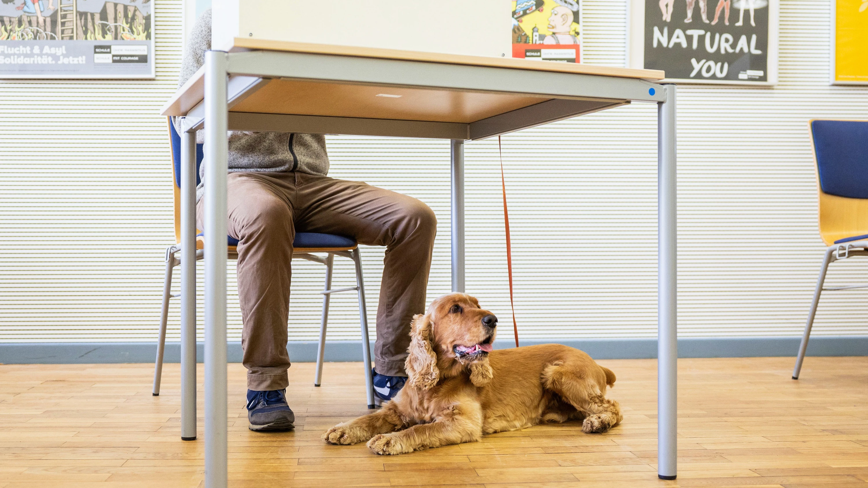 Ein Wähler, begleitet von seinem Cockerspaniel, gibt seine Stimme in einem Schweriner Wahllokal ab. - Lucas Bäuml