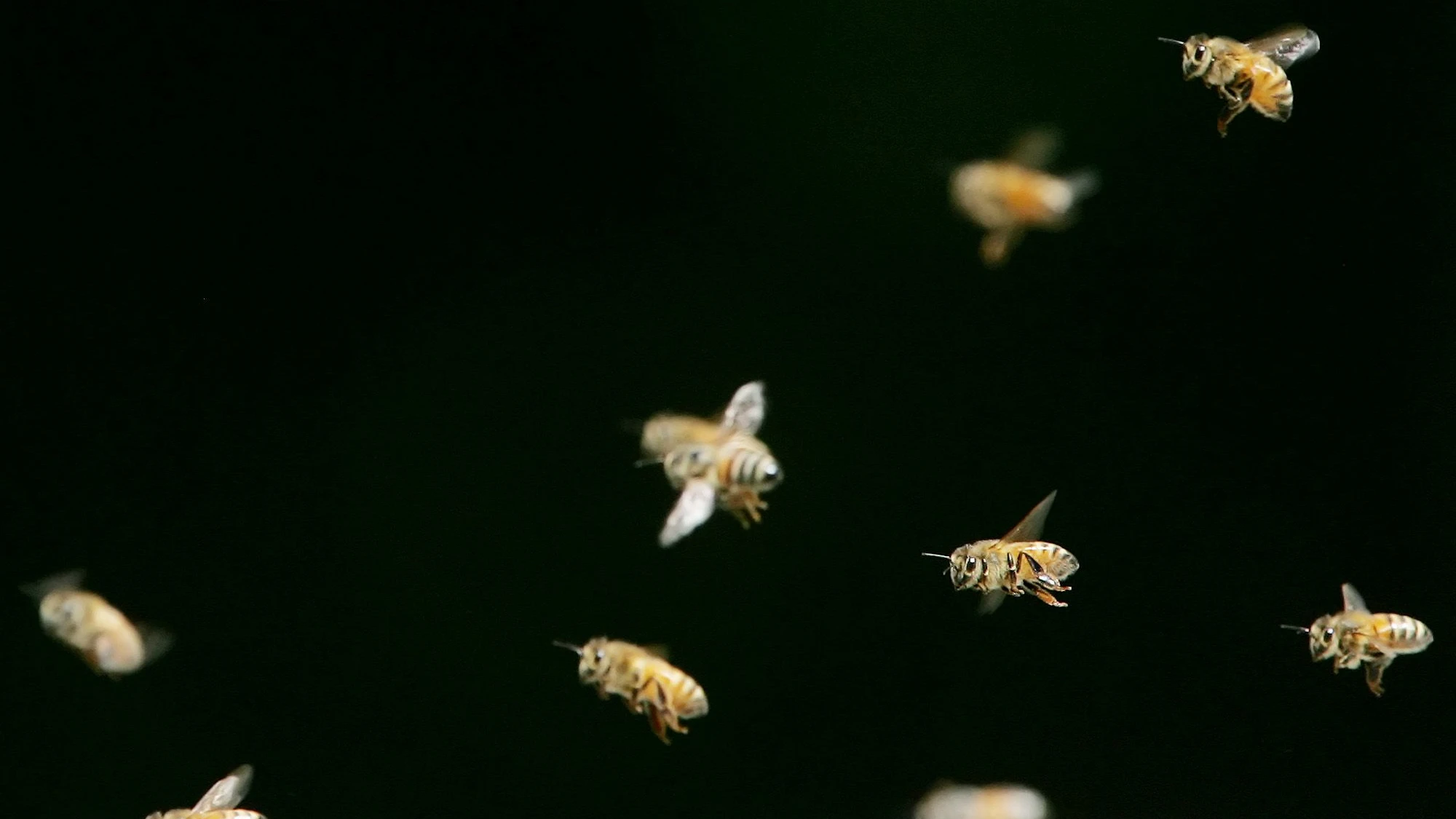 Riesiger Schwarm: Zehntausende Bienen suchen israelische Stadt heim Riesiger Schwarm: Zehntausende Bienen suchen israelische Stadt heim