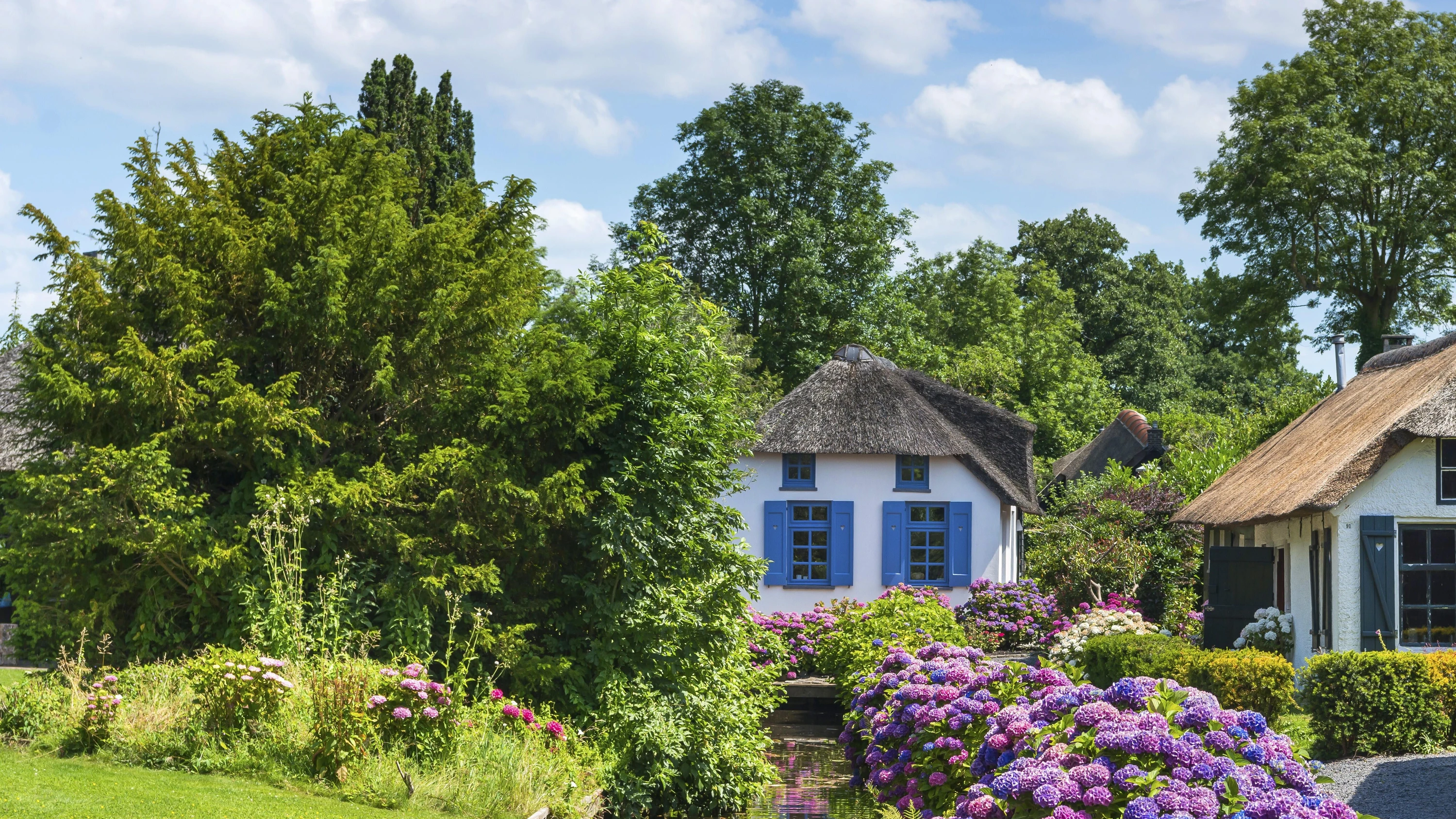 Farbe: Die blaue Blume