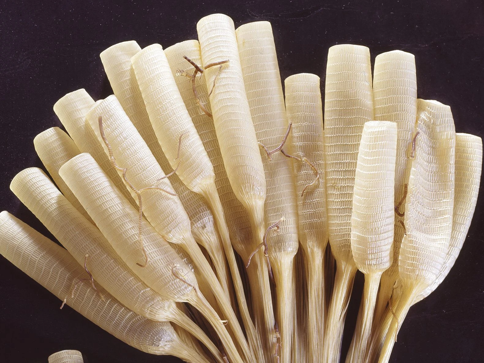 Mindset: Roman | Der Debütroman Von El Hotzo - Google