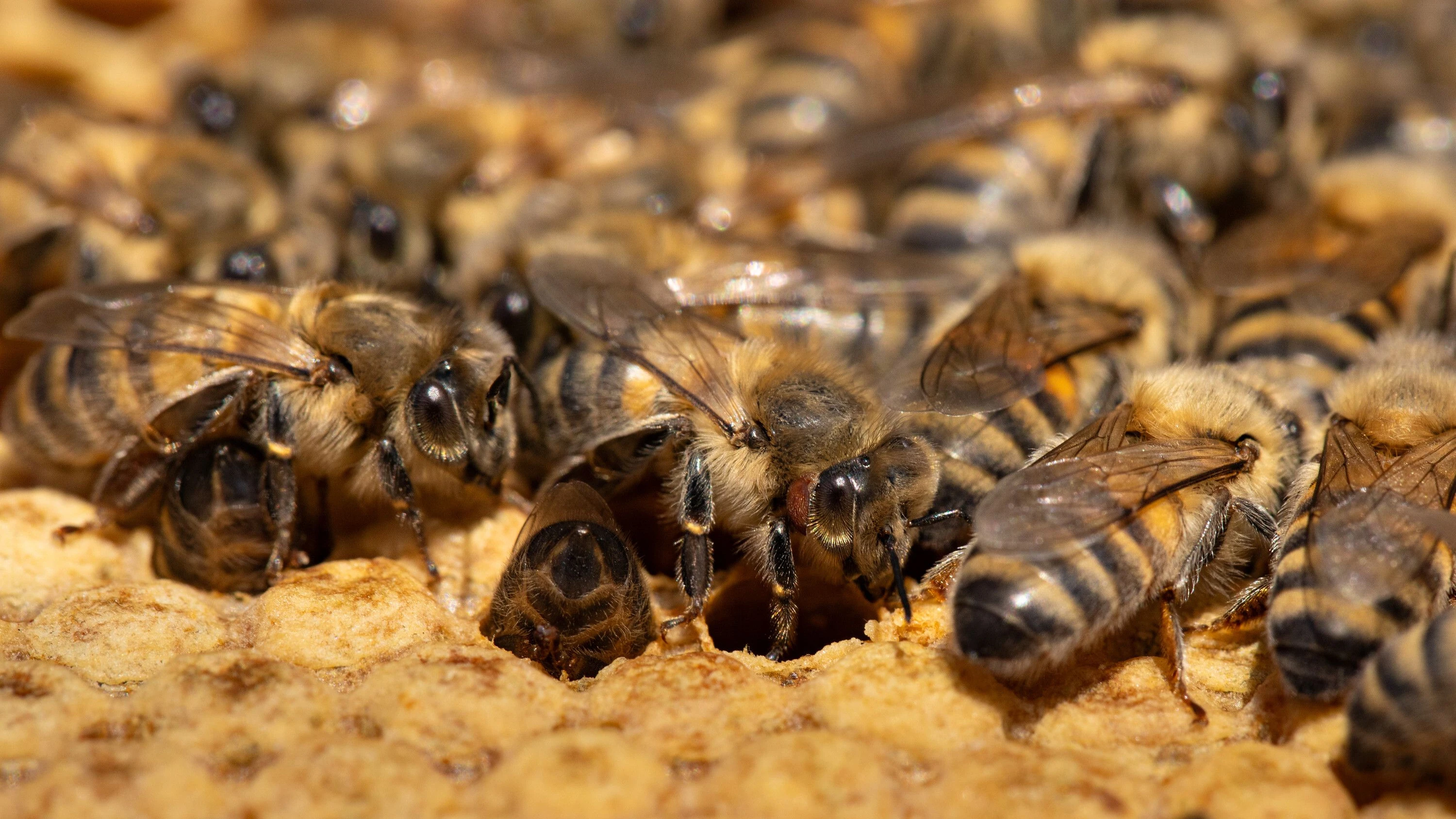 TV-Doku über Bienen: Zwei Millionen Blüten für ein Pfund Honig TV-Doku über Bienen: Zwei Millionen Blüten für ein Pfund Honig