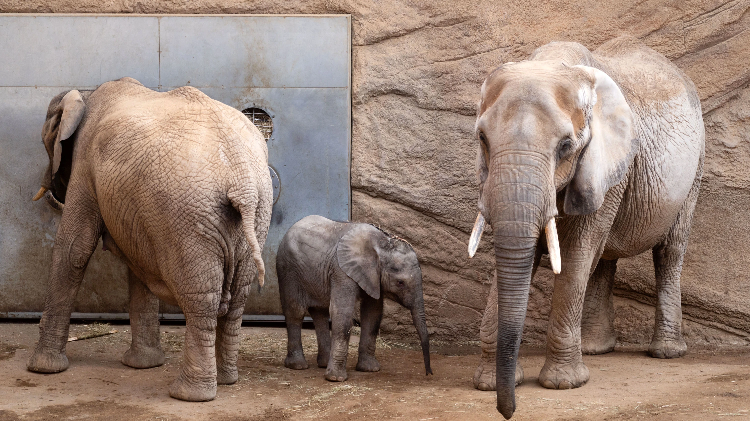 Feuerwehr als Tierretter: „Man kann nicht sagen: Zappel mal nicht so“ Feuerwehr als Tierretter: „Man kann nicht sagen: Zappel mal nicht so“