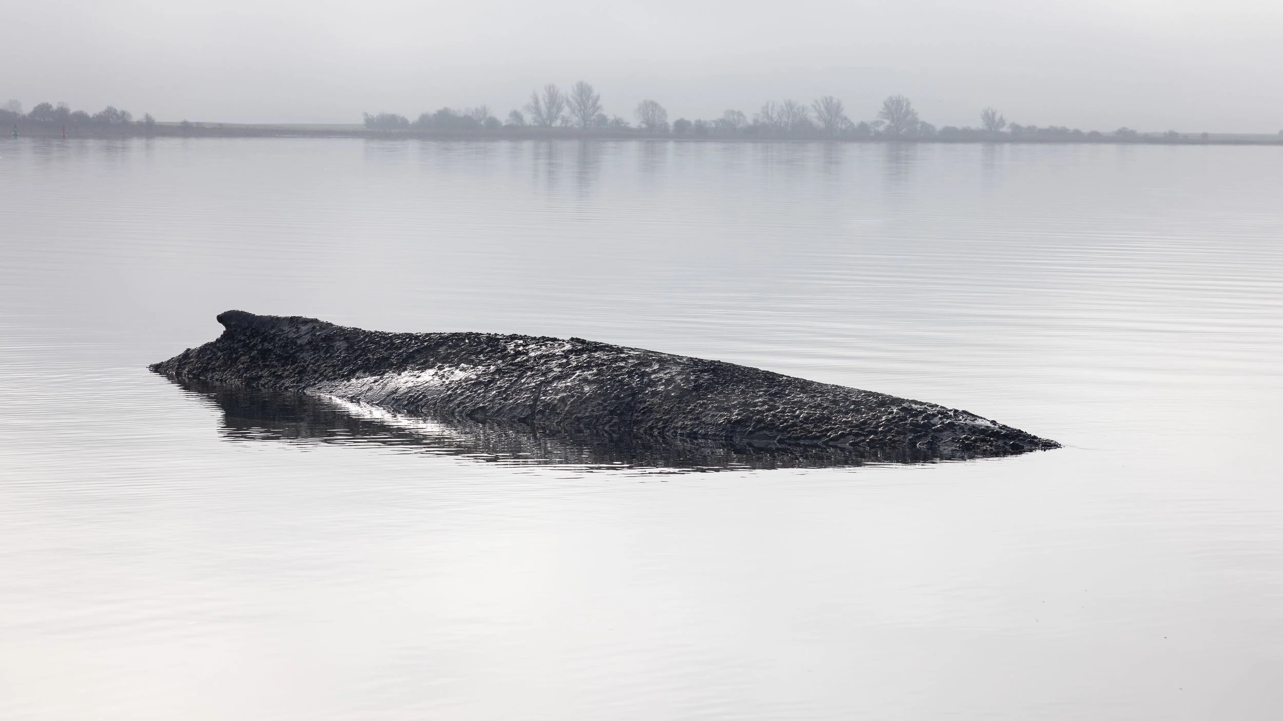 Gestrandeter Buckelwal: Feuerwehr befeuchtet die Haut des Wals mit Ostseewasser
