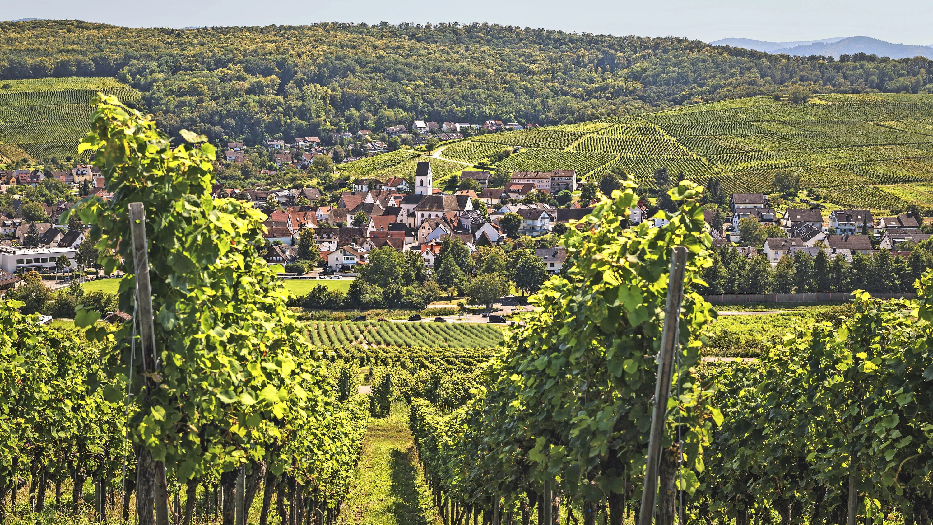 Bild: Wein in Südbaden: Geht es auch ohne Alkohol?