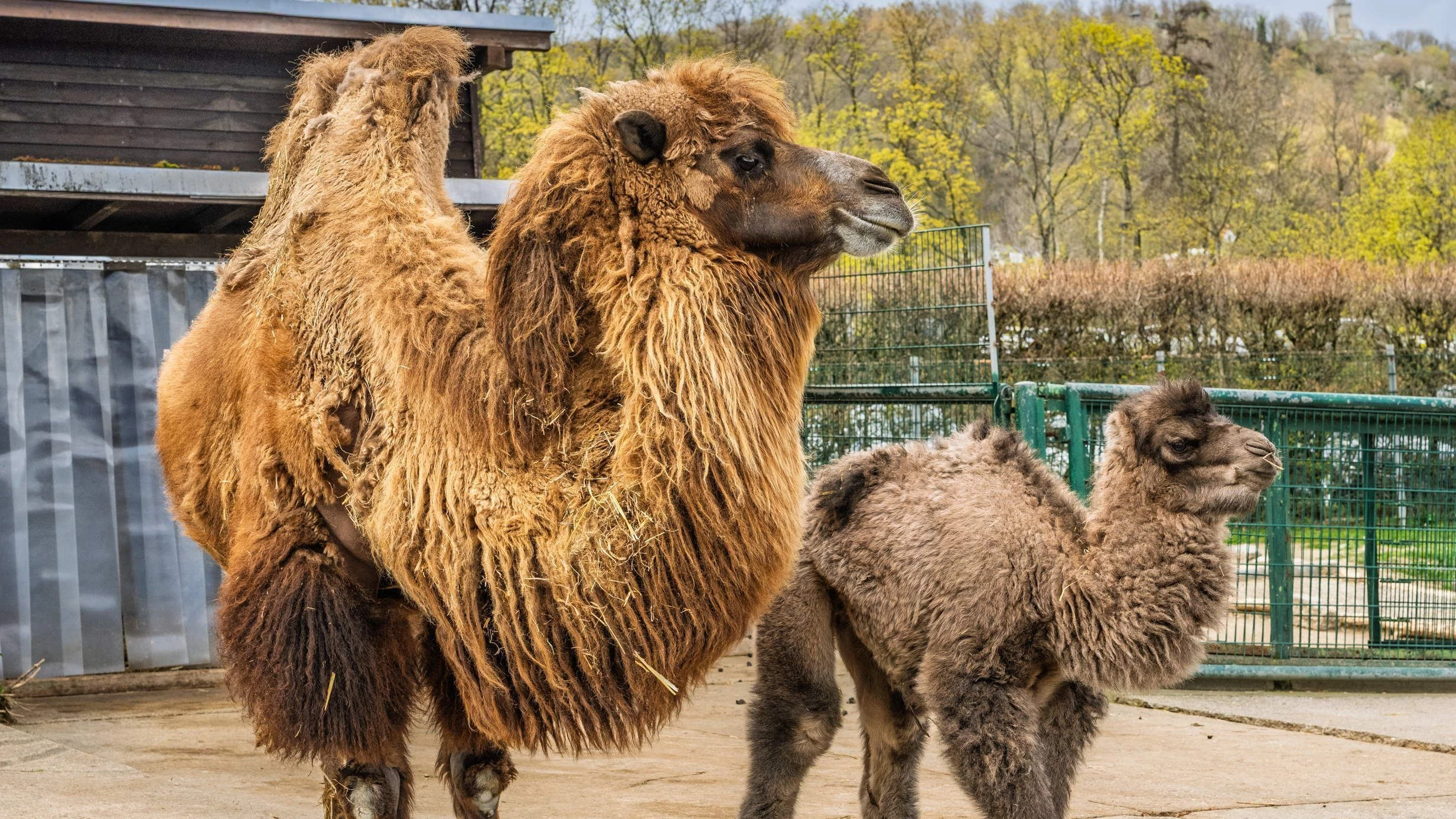 Rhein-Main-Liveblog: Kamelfohlen Chuck im Opel-Zoo geboren