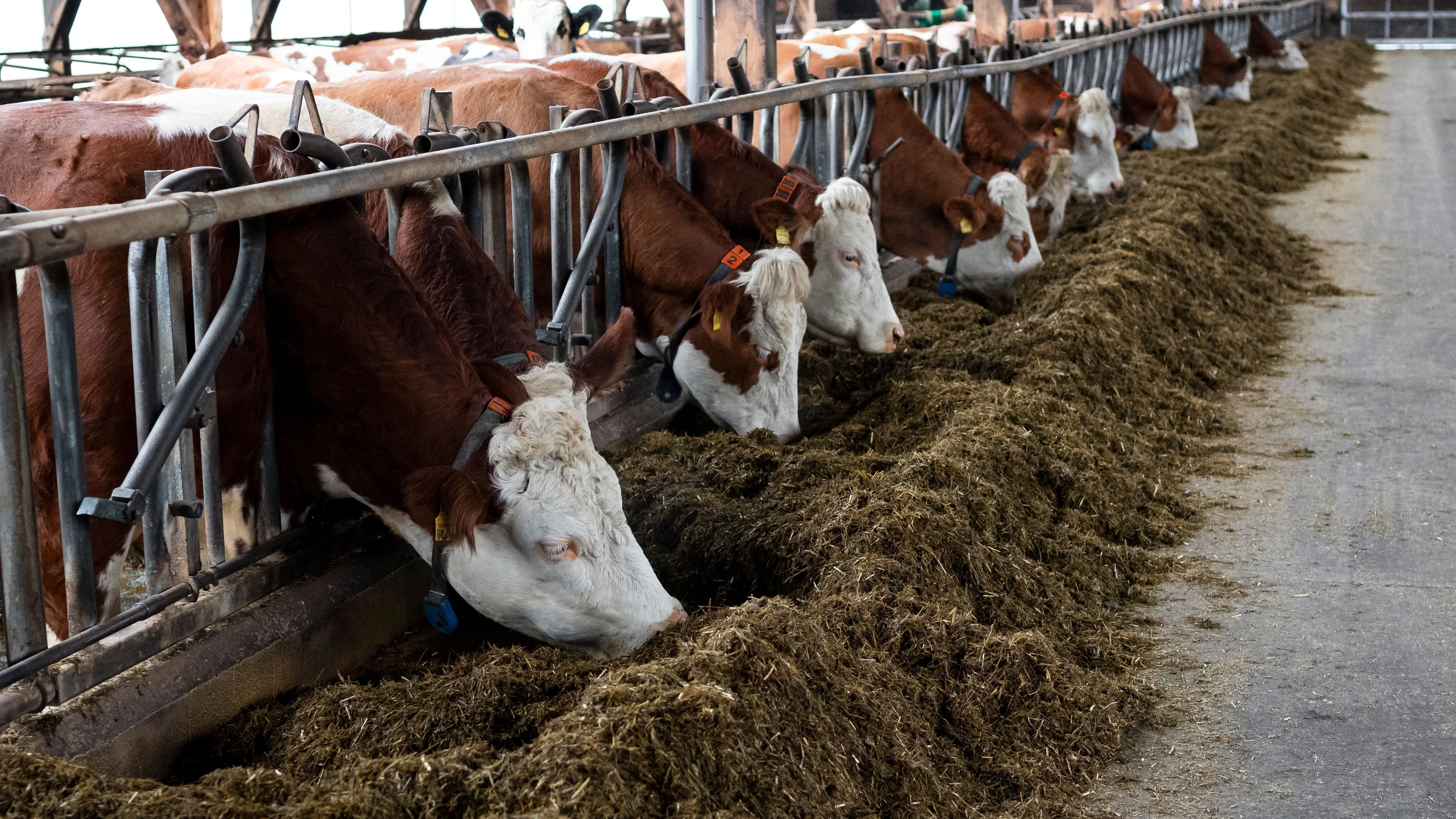 Agrarpolitik in Hessen: Bauern fordern Prämien und Versicherungen Auch wenn Butter, Milch und Eier im Handel immer teurer werden, kommt bei den Bauern davon wenig an. Sie fordern nun Hilfen vom Land.