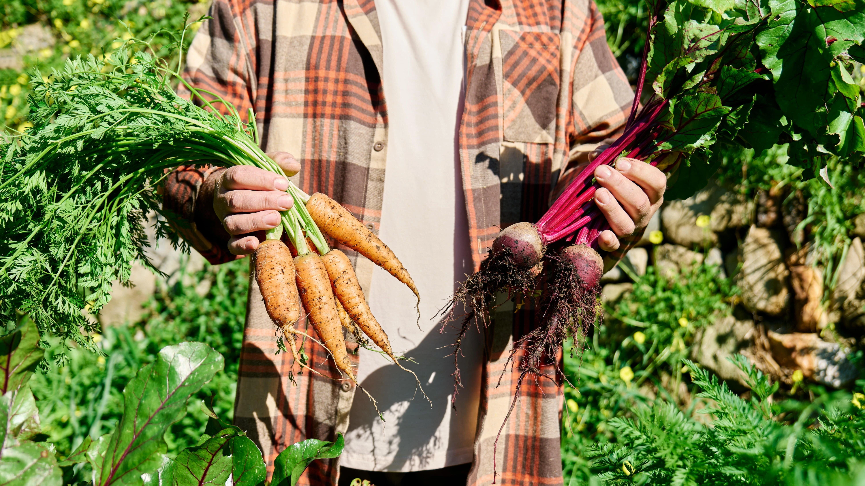 Man harvesting carrots and beetroots in organic home garden - Picture Alliance