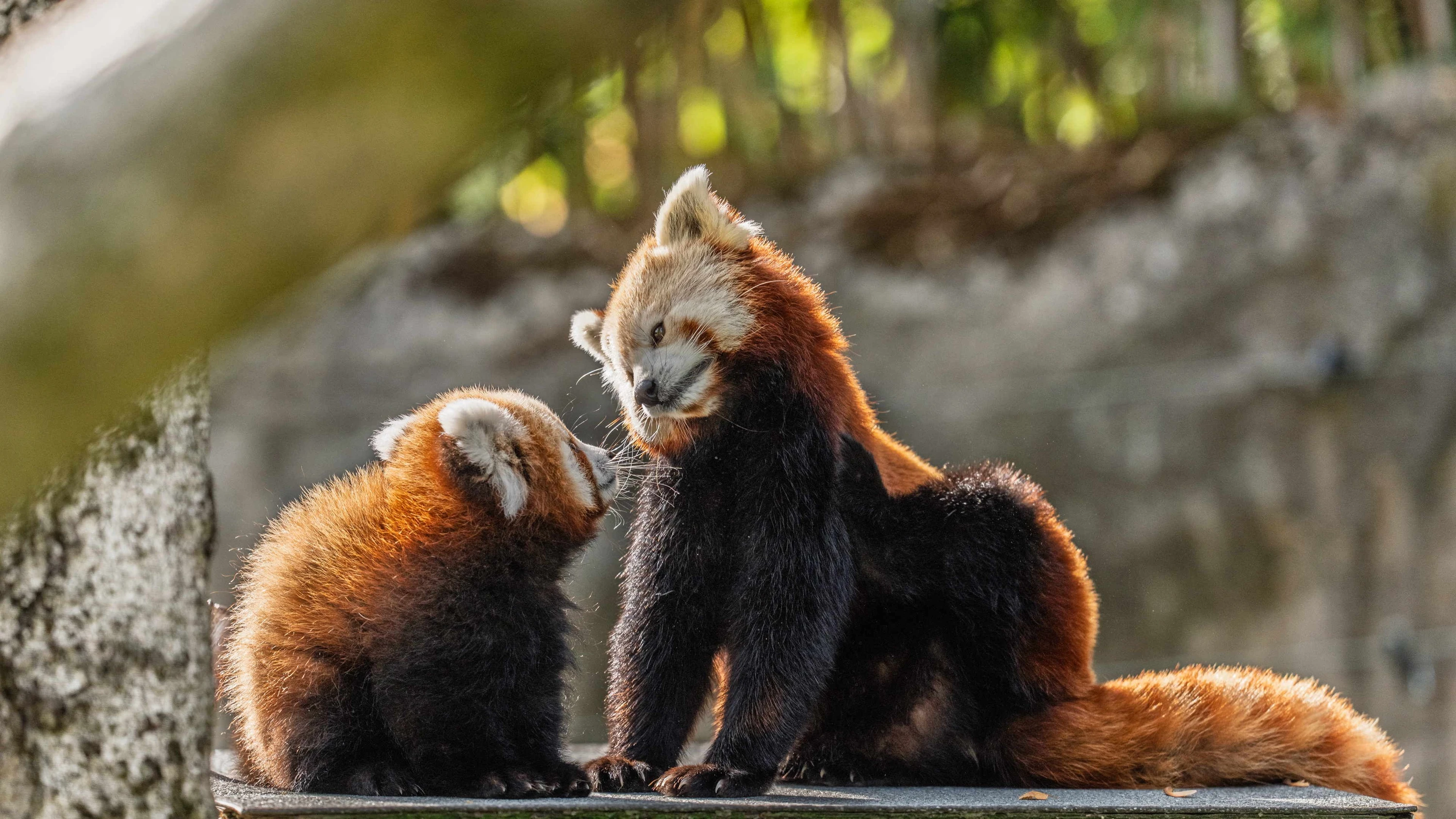 Rhein-Main-Liveblog: Opel-Zoo in Kronberg: Junger Roter Panda jetzt im Freien