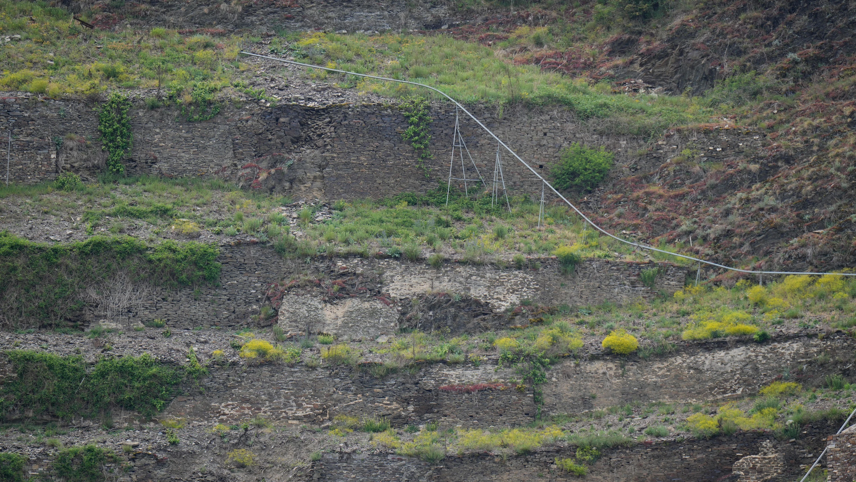 Winzer: „Der Weinbau befindet sich in einem Strukturwandel“