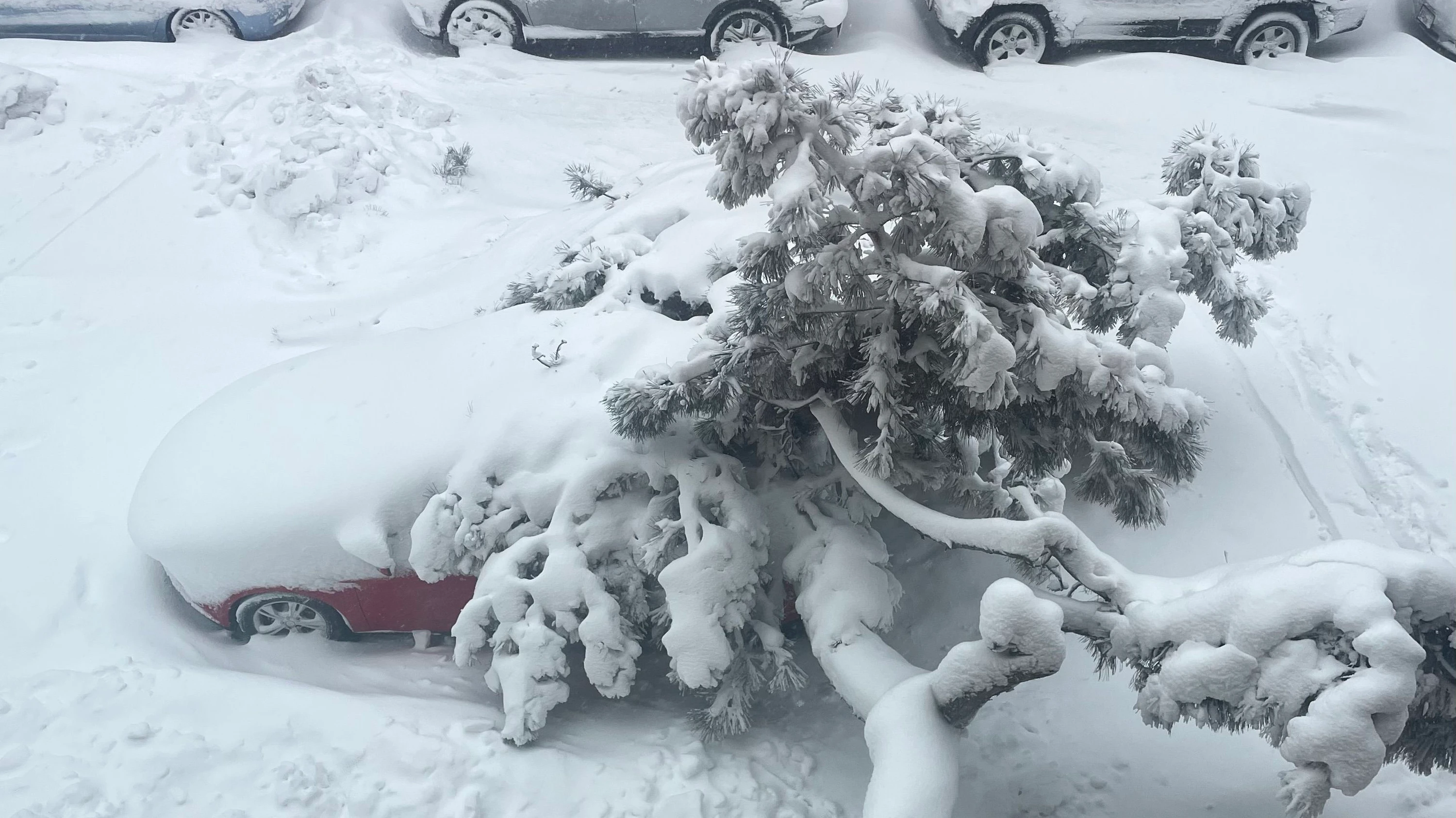 Blizzard in den USA: New York geht im Schnee unter