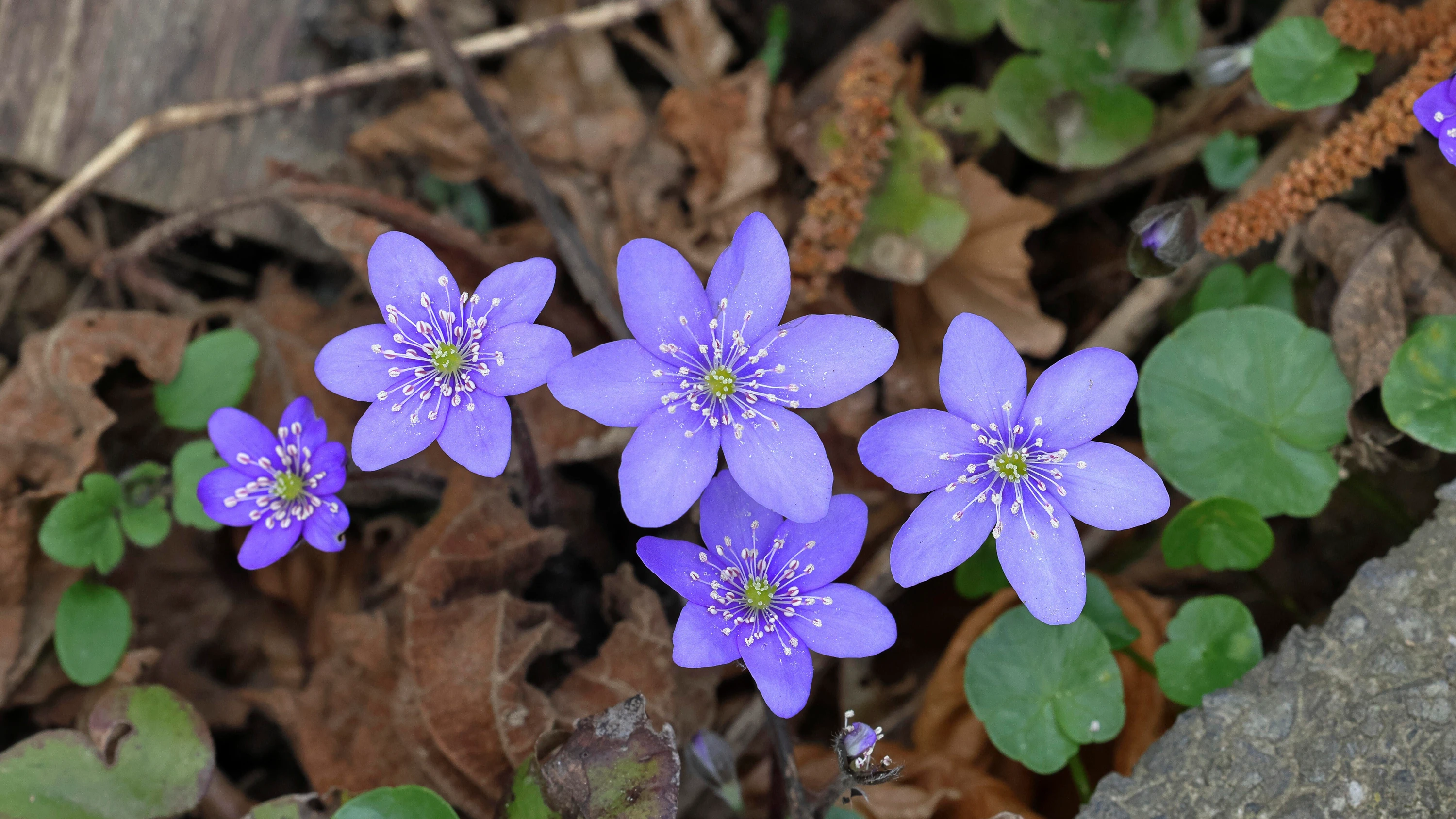Botanik-Kolumne: Was blaue Blumen bedeuten