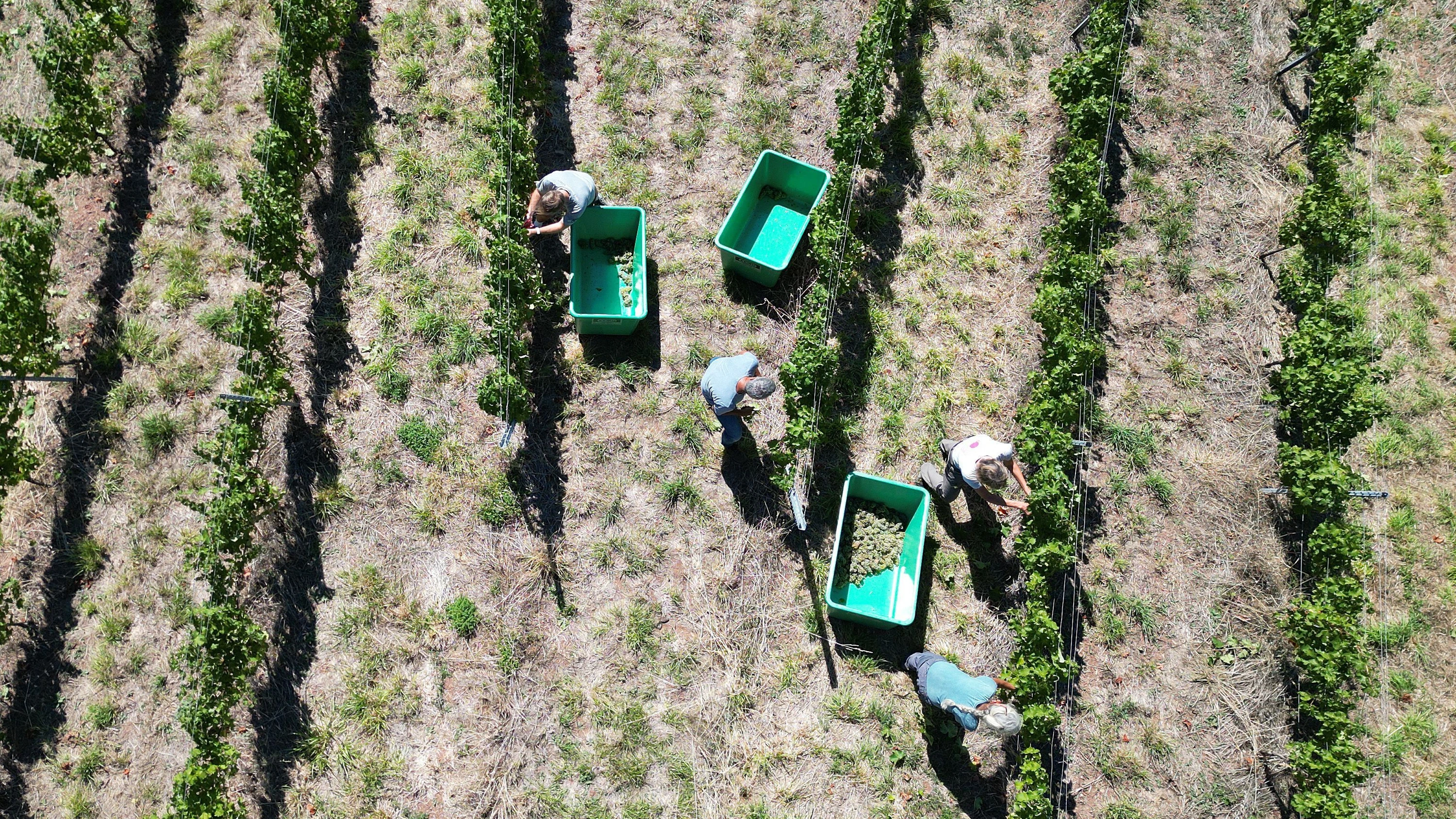 Krise des Weinbaus: „Aus Mitleid kauft niemand deutsche Weine“