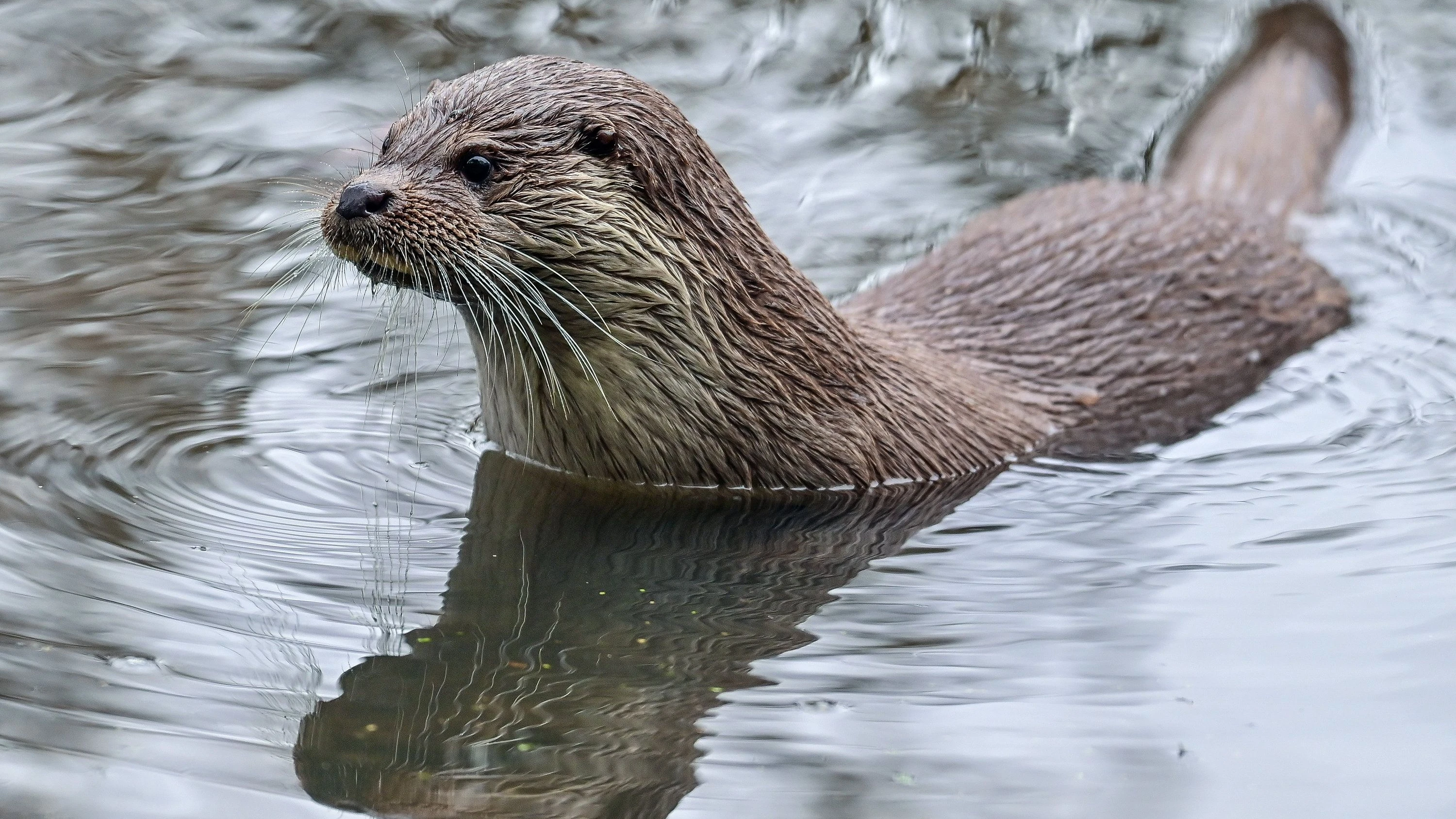 Art bleibt weiterhin gefährdet: Die leise Rückkehr des Otters nach Hessen