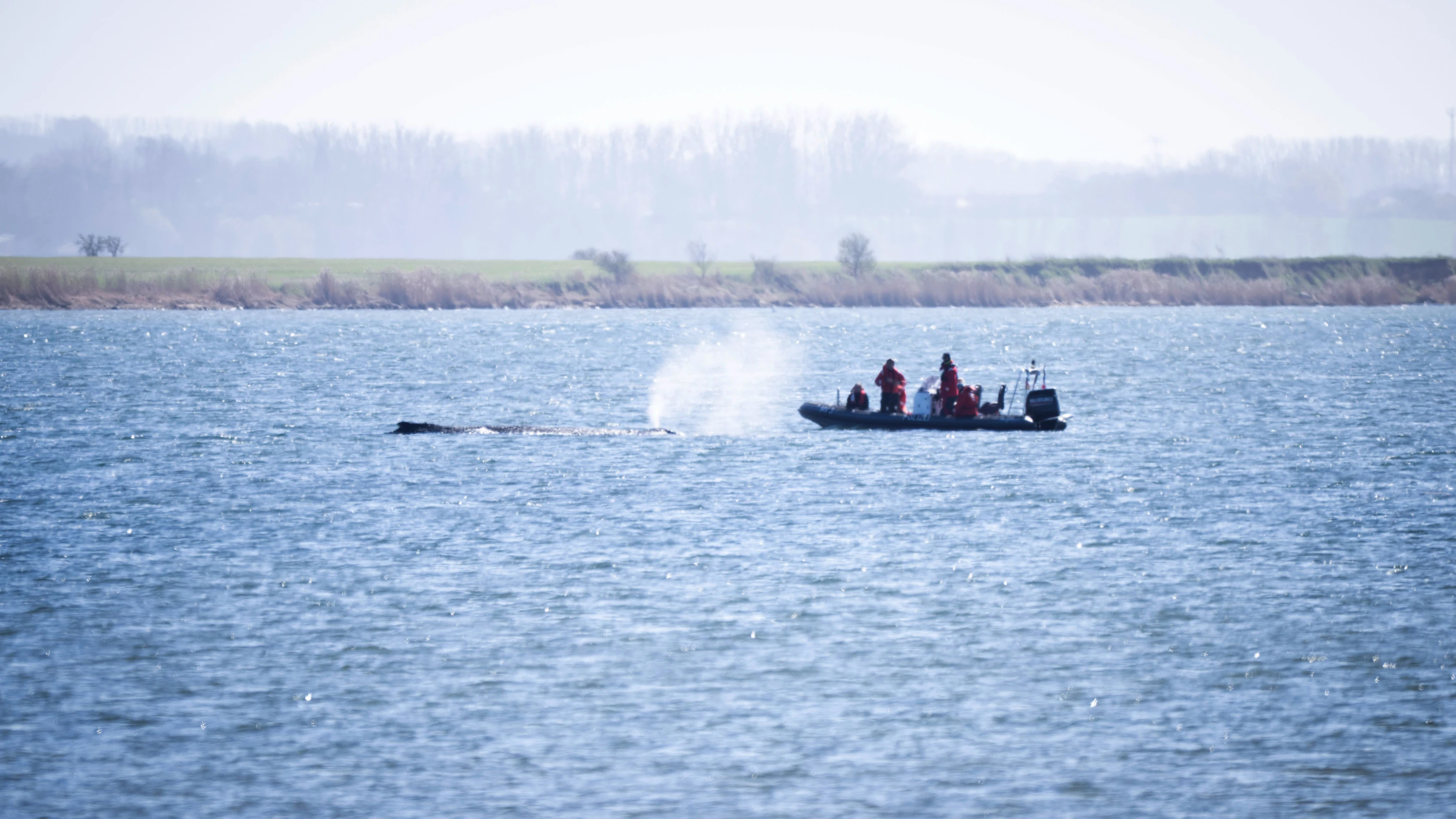 Vorwürfe gegen Behörden: Kläger wollen abermalige Walrettung erzwingen