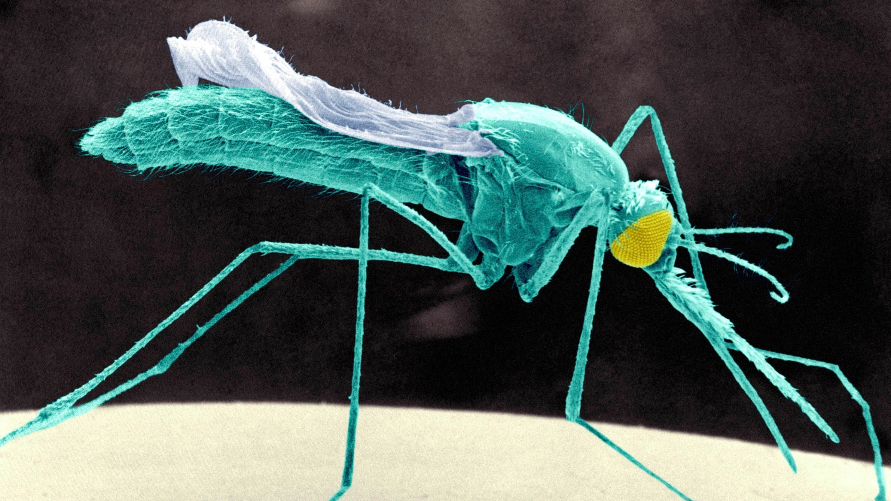 Anopheles stephensi in einer Aufnahme aus dem Rasterelektronenmikroskop - Picture Alliance