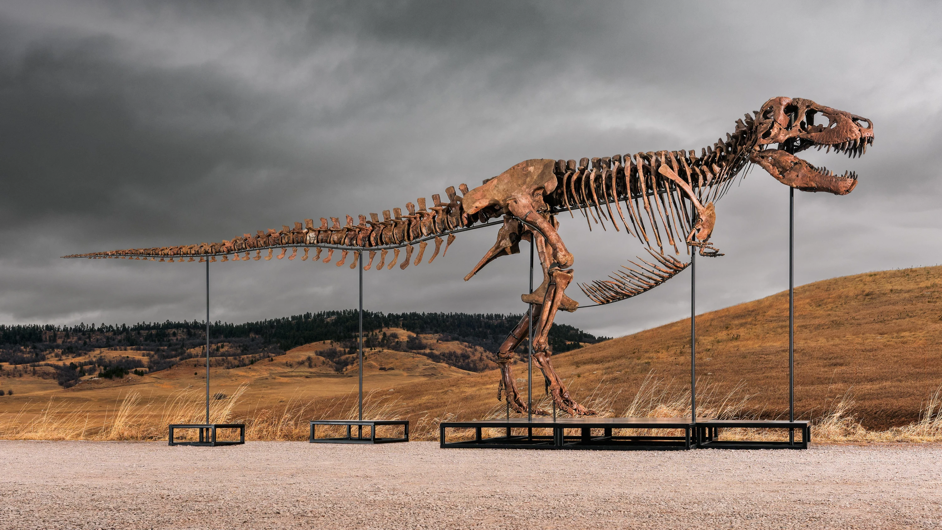 Das vom Auktionshaus Sotheby's zur Verfügung gestellte Foto zeigt das Skelett «Gus» eines T-Rex, welches für eine Rekordsumme von 50 Millionen Dollar einen neuen Besitzer gefunden hat. - dpa