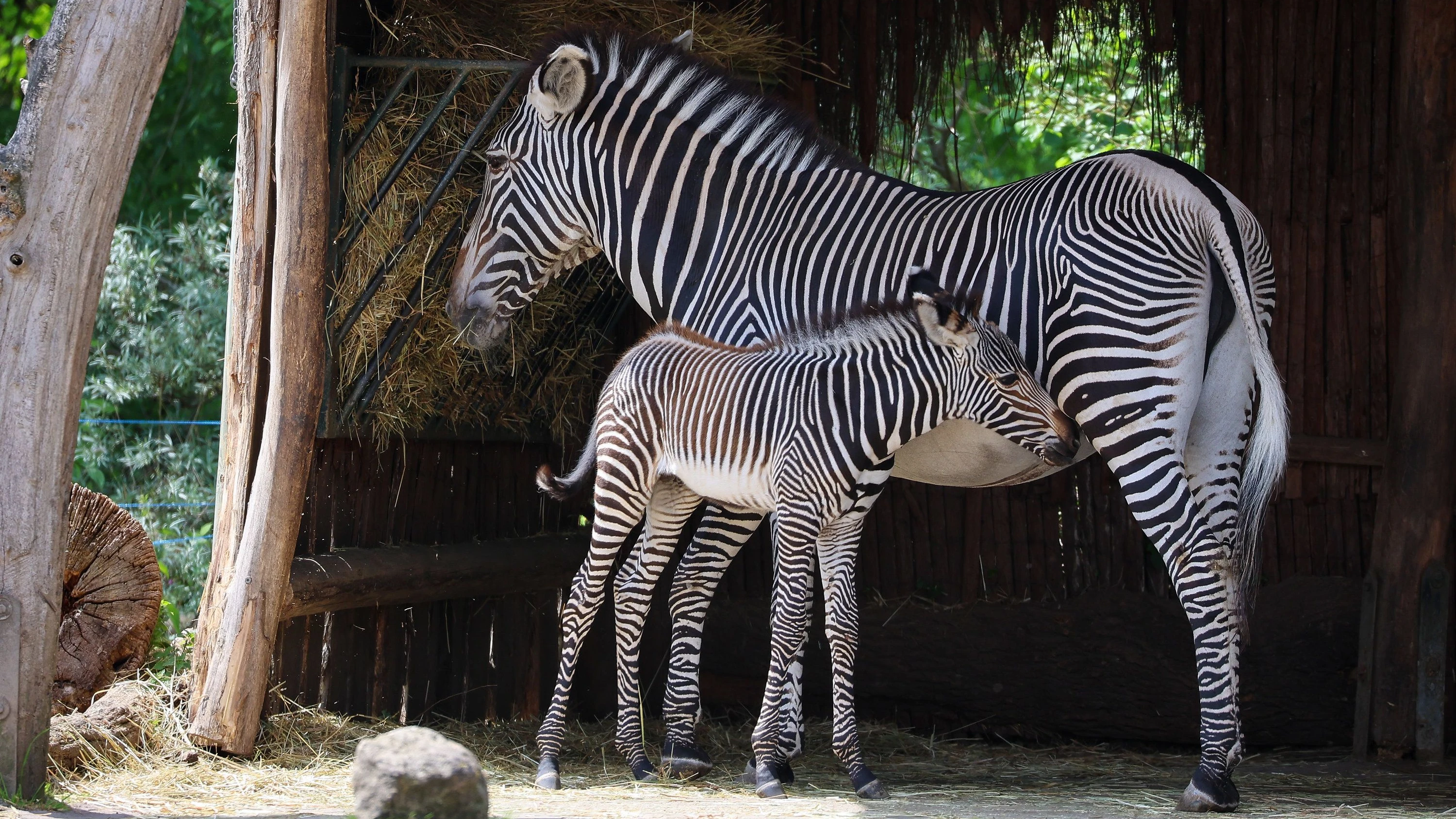 Überalterung der Tiere: Demographische Krise in den Zoos