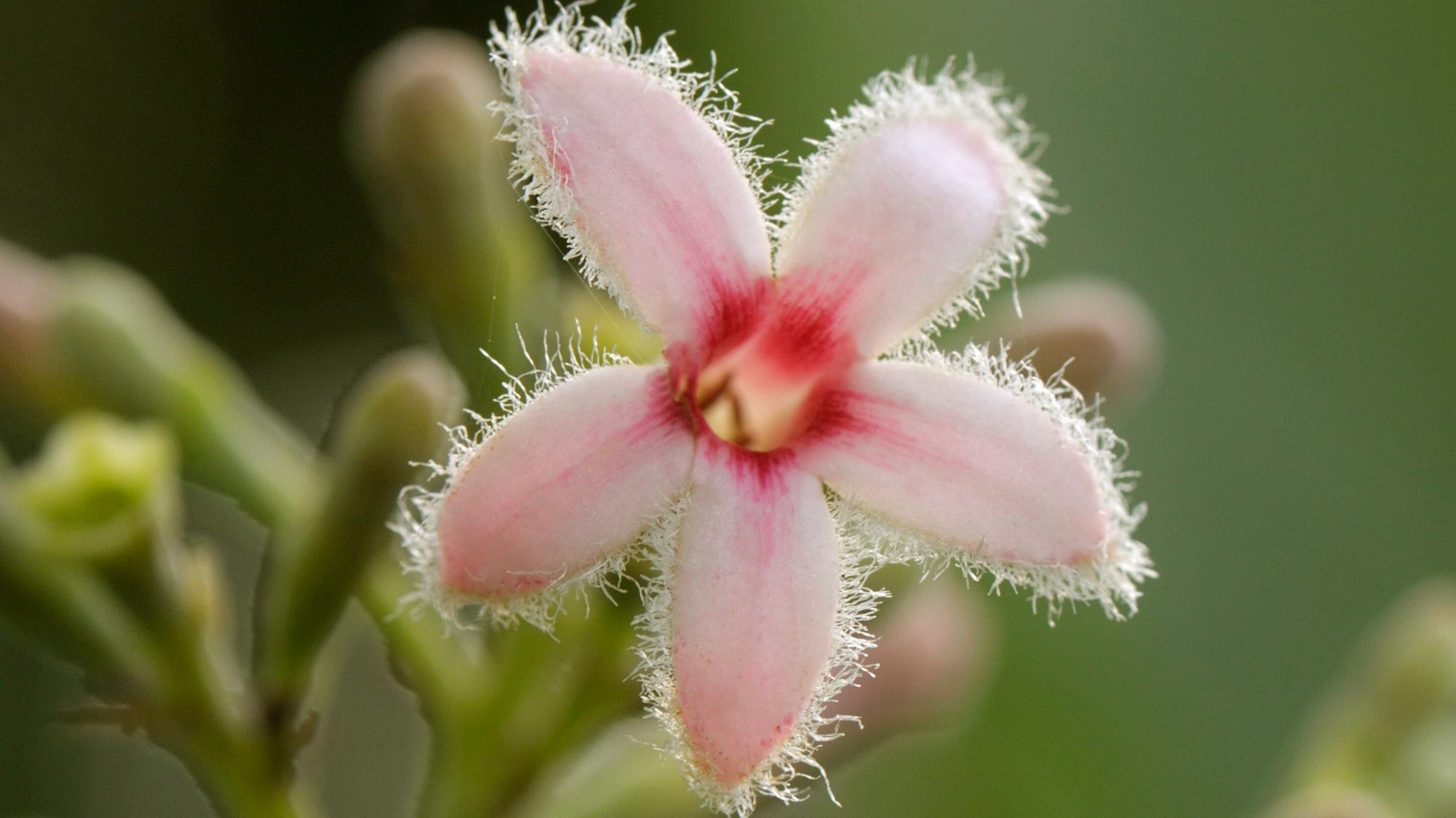 Malariamittel: Wie die Natur einen berühmten Bitterstoff herstellt