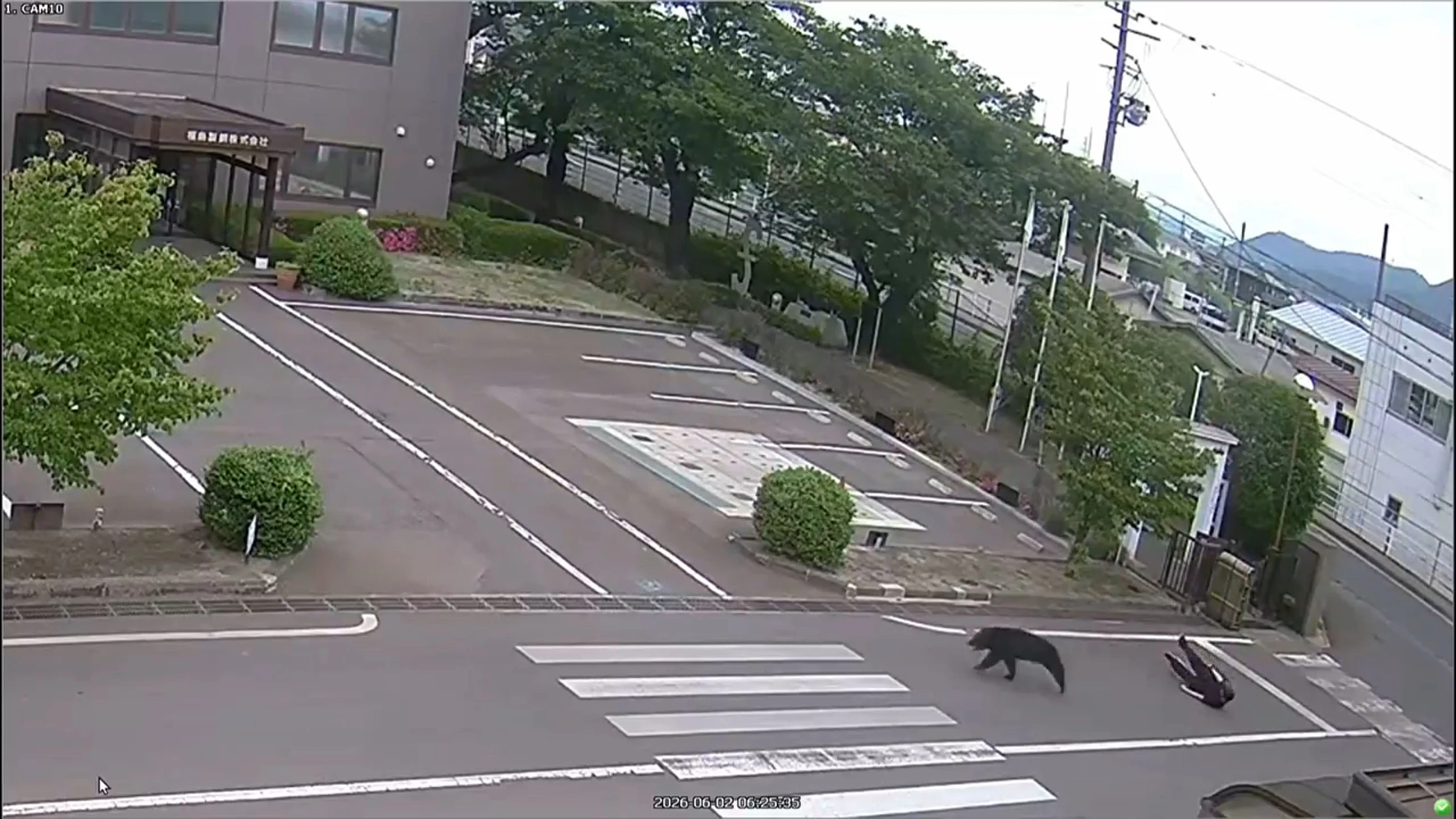 „Äußerst intelligent“: Bär entgeht in Japan tagelang seinen Jägern