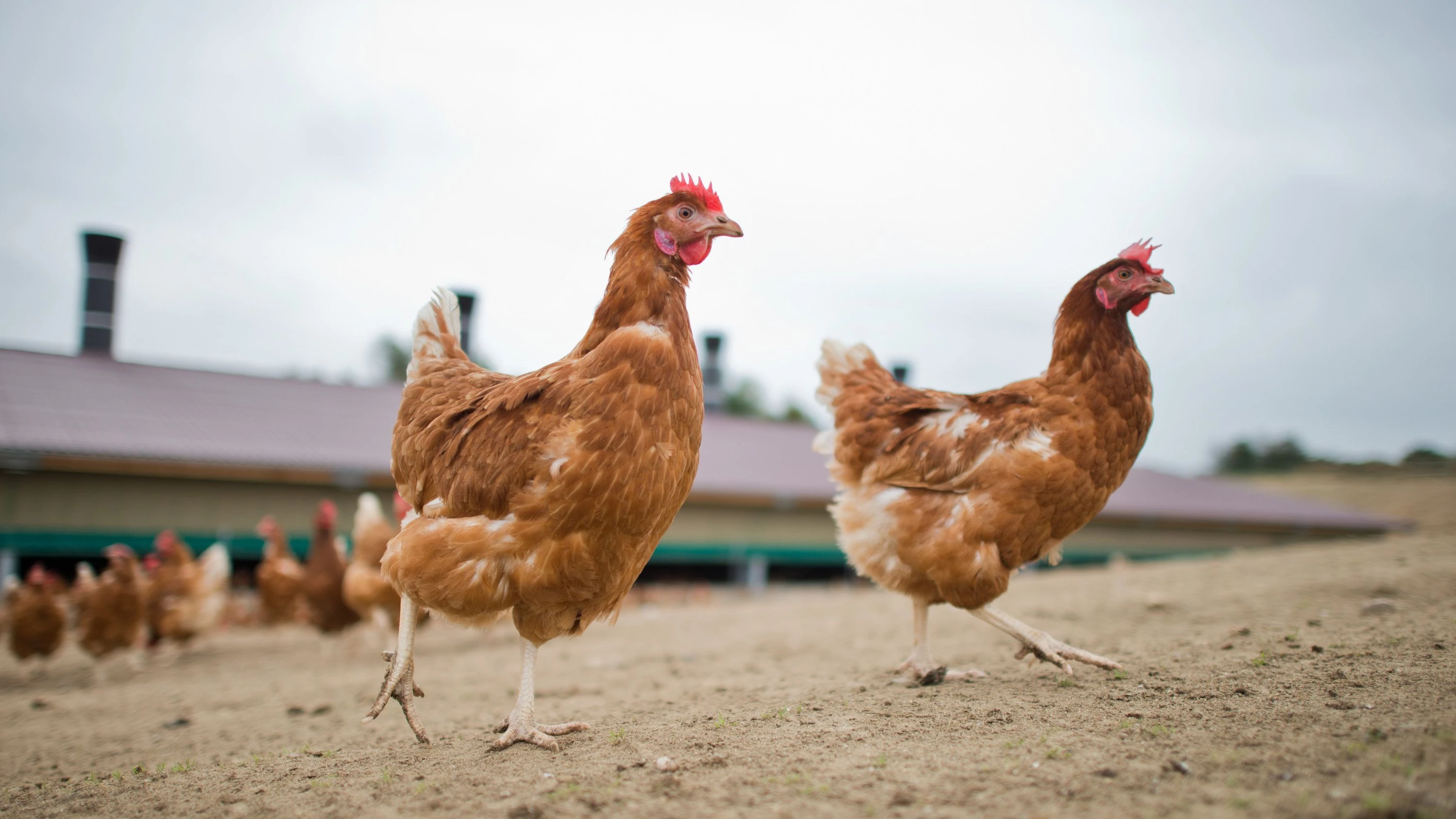 Echt regionale Eier?: Die Herkunft der Hennen bleibt oft ein Rätsel