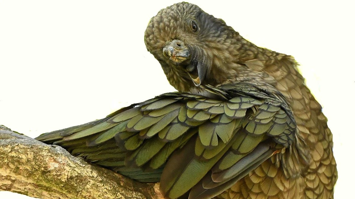 Bild: Aufsteiger mit Intelligenz: Ein Handicap, das stark macht