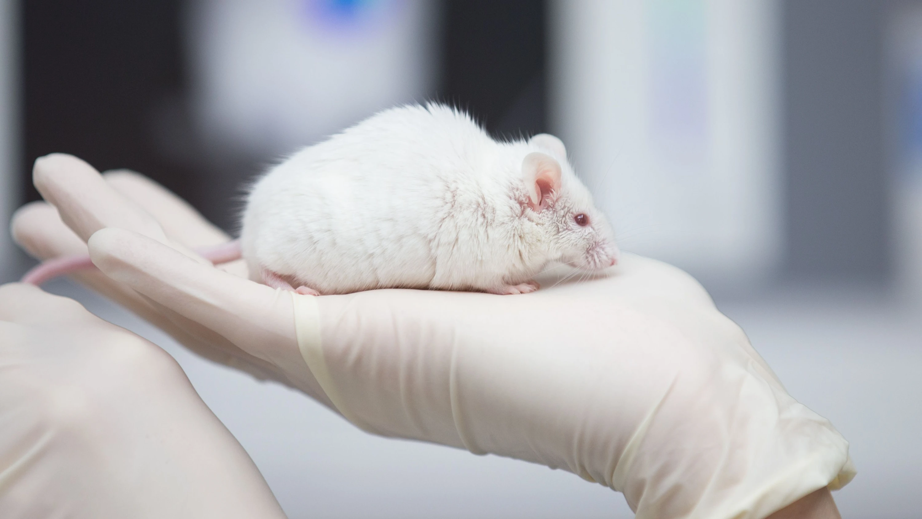Deutschland-Liveblog: Bundeswehr plant mehr Projekte mit Tierversuchen Deutschland-Liveblog: Bundeswehr plant mehr Projekte mit Tierversuchen