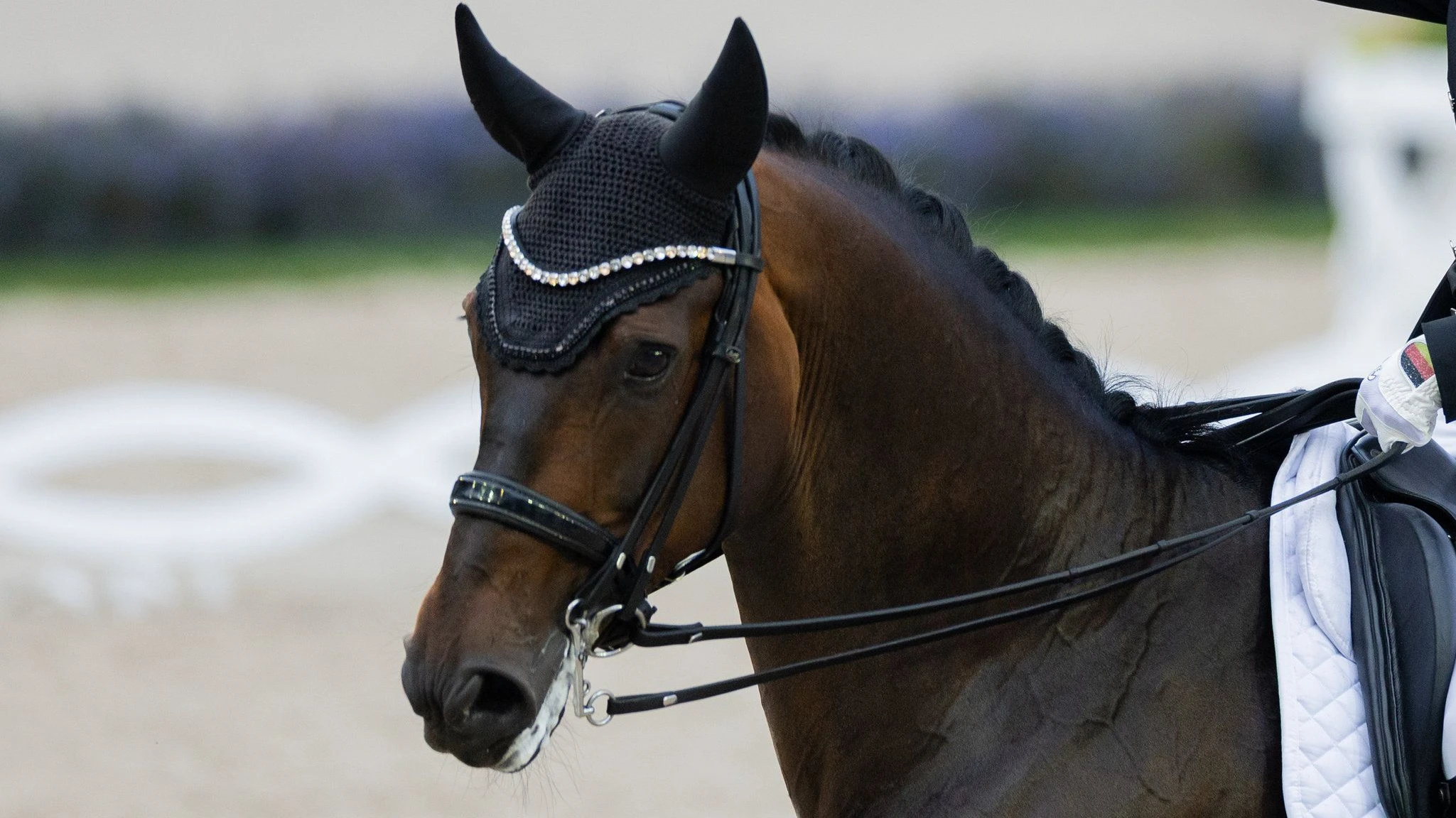 Pferdesport: Todesursache von Diallo steht fest