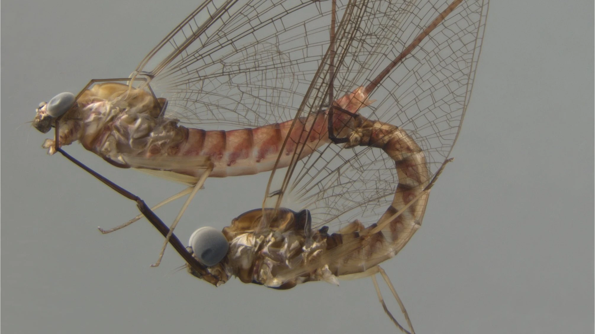 Neue Studie: So akrobatisch lieben sich die Fliegen