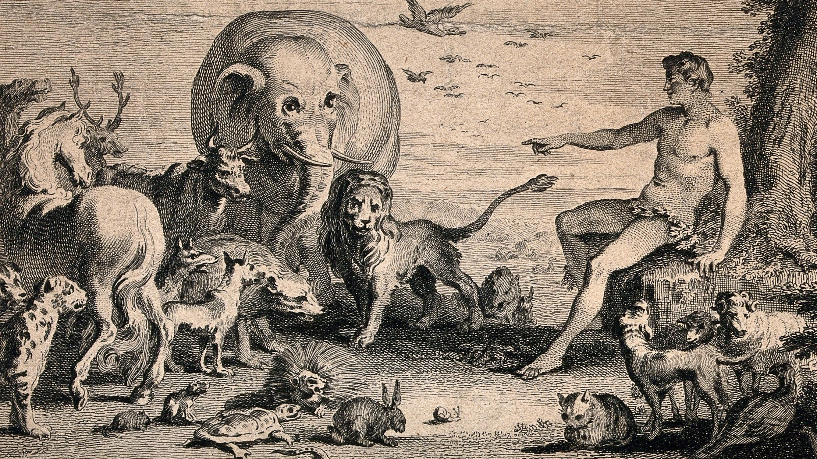 Wirklich besser als Tiere?: Warum die Überlegenheit des Menschen eine Illusion ist