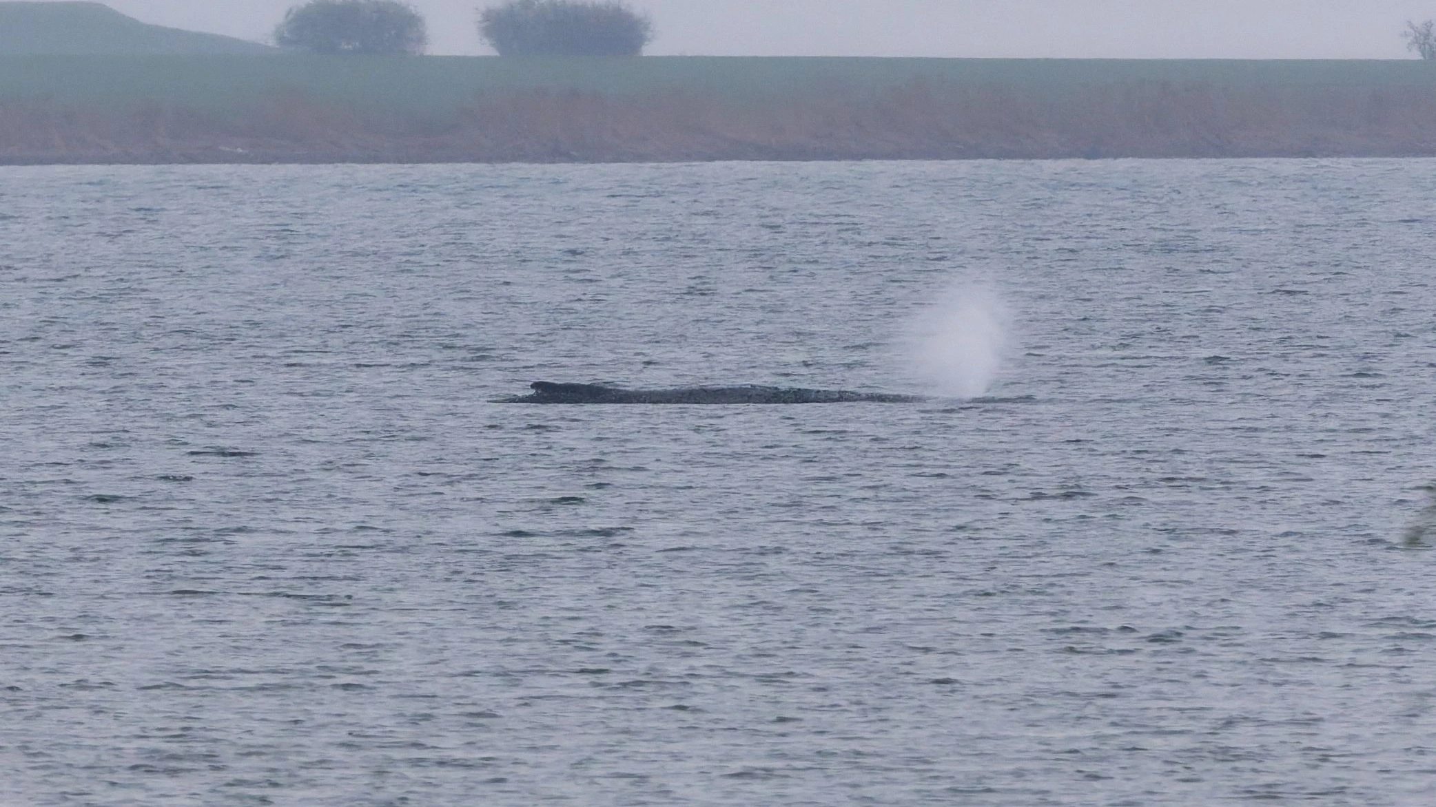 Immer Ärger mit Timmy: Gebt Walfreiheit! Immer Ärger mit Timmy: Gebt Walfreiheit!