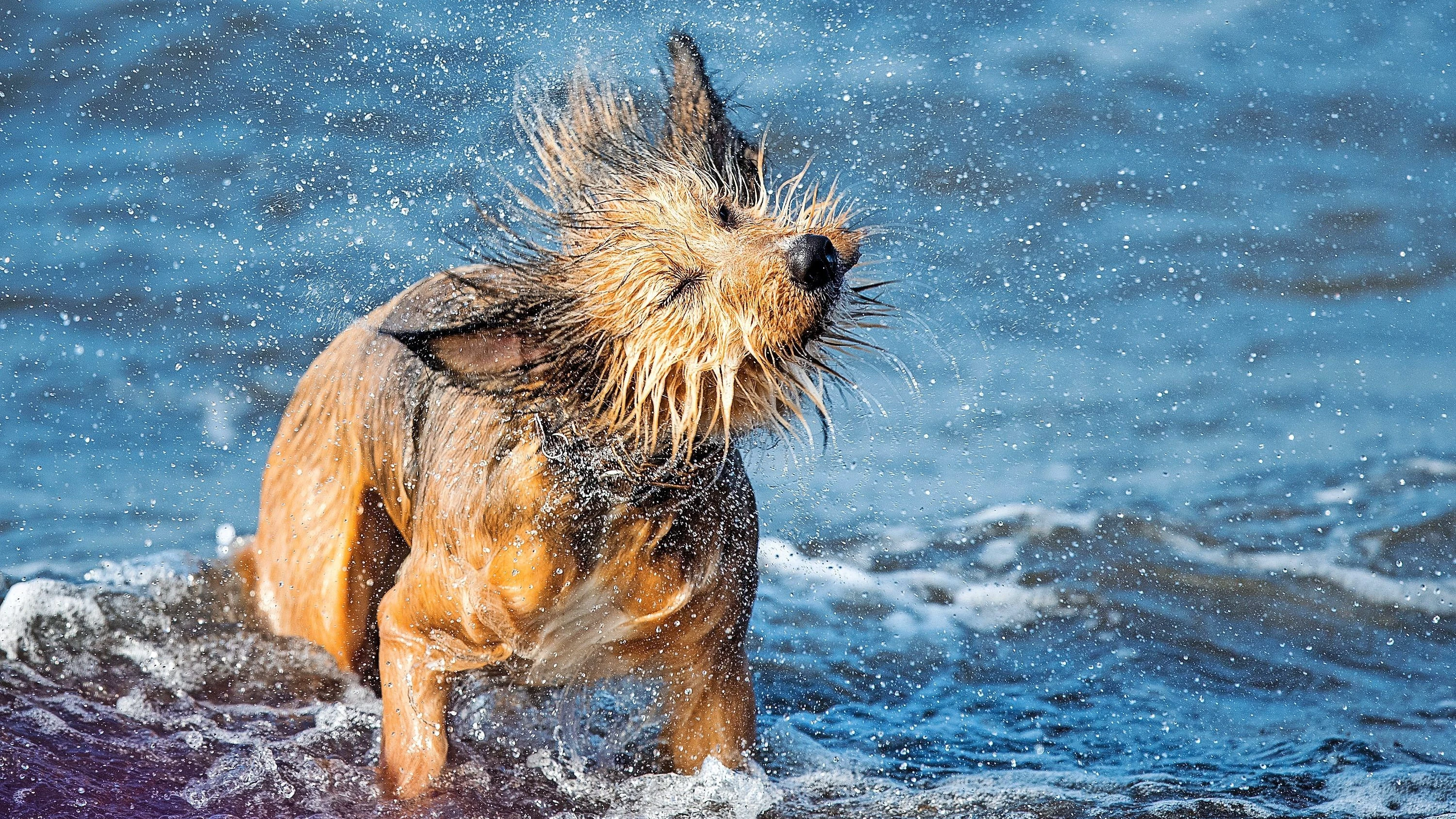 Reisen mit Hund: Nicht ohne mein Schätzchen!