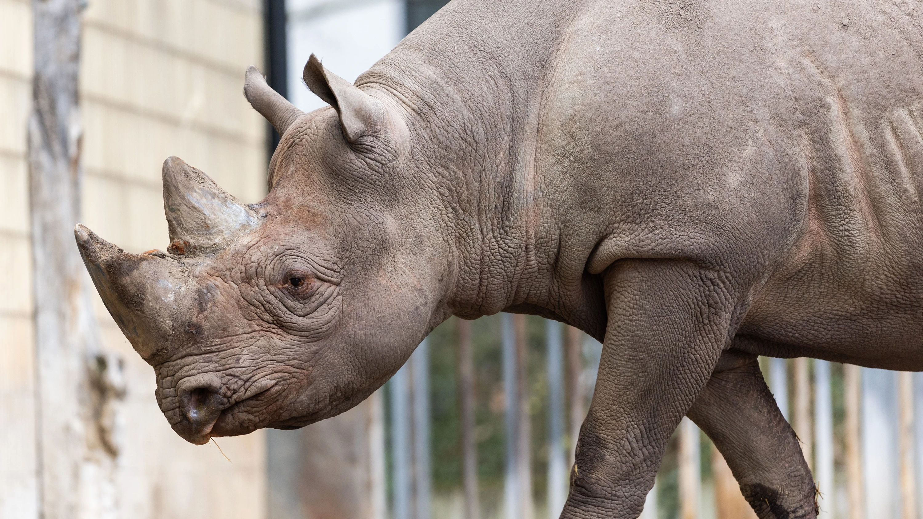 Verhaltensauffällige Tiere: „Vorsicht – Nashorn spritzt ins Publikum“