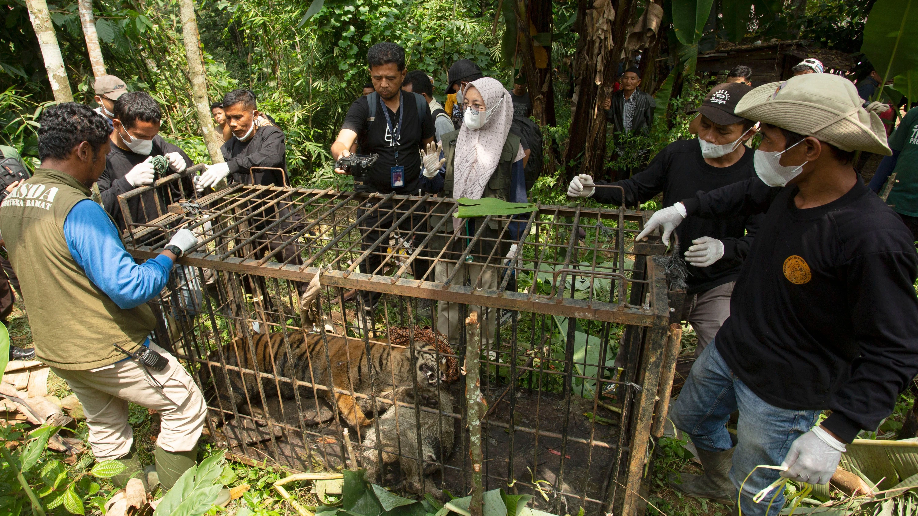 Beamte kontrollieren den Zustand einer Sumatra-Tigerin, die im Regierungsbezirk Agam in West-Sumatra, Indonesien, in einem Fangkäfig gefunden wurde. - dpa