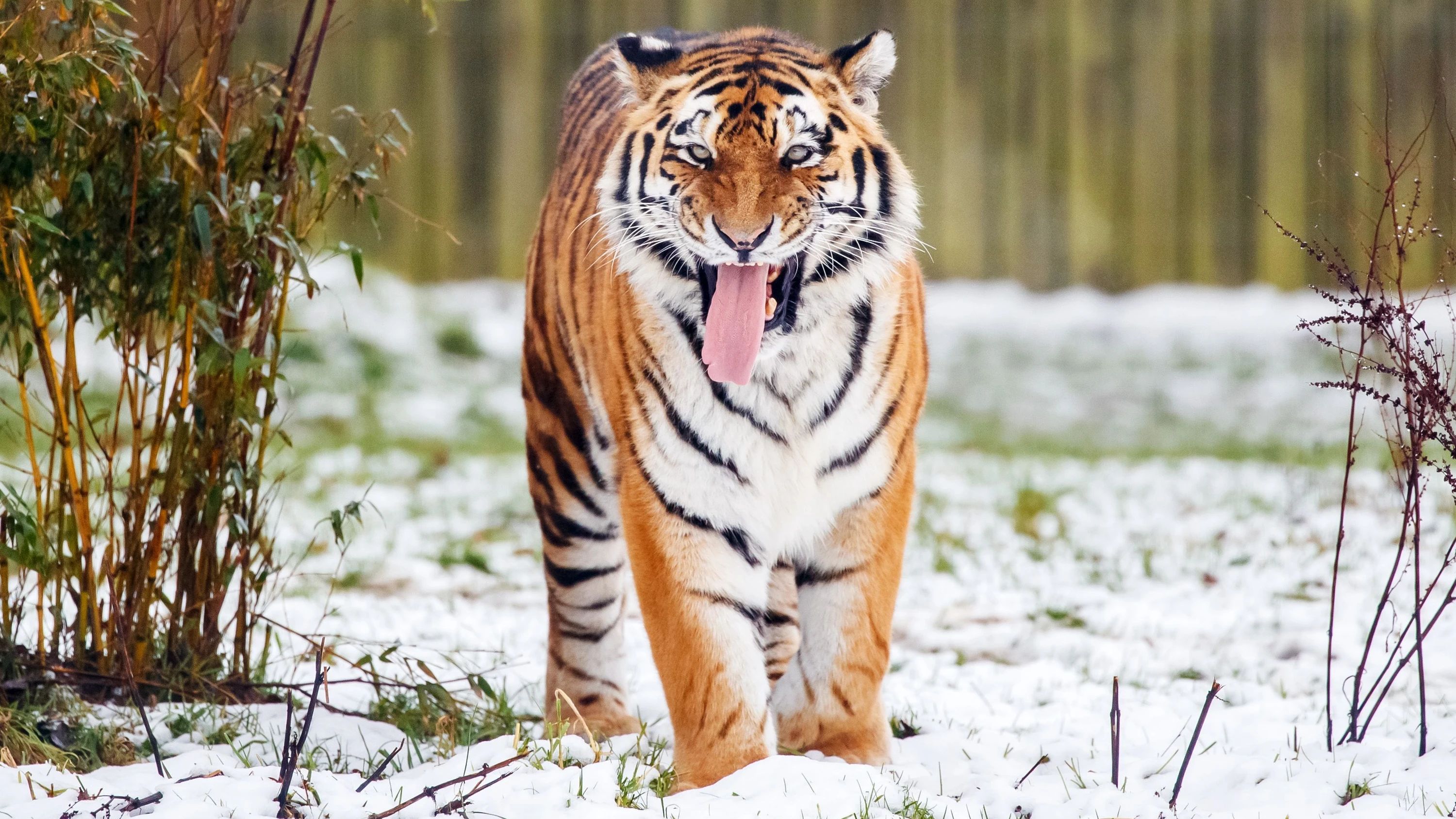 Nordengland: Sibirischer Tiger tötet Zoobesucher