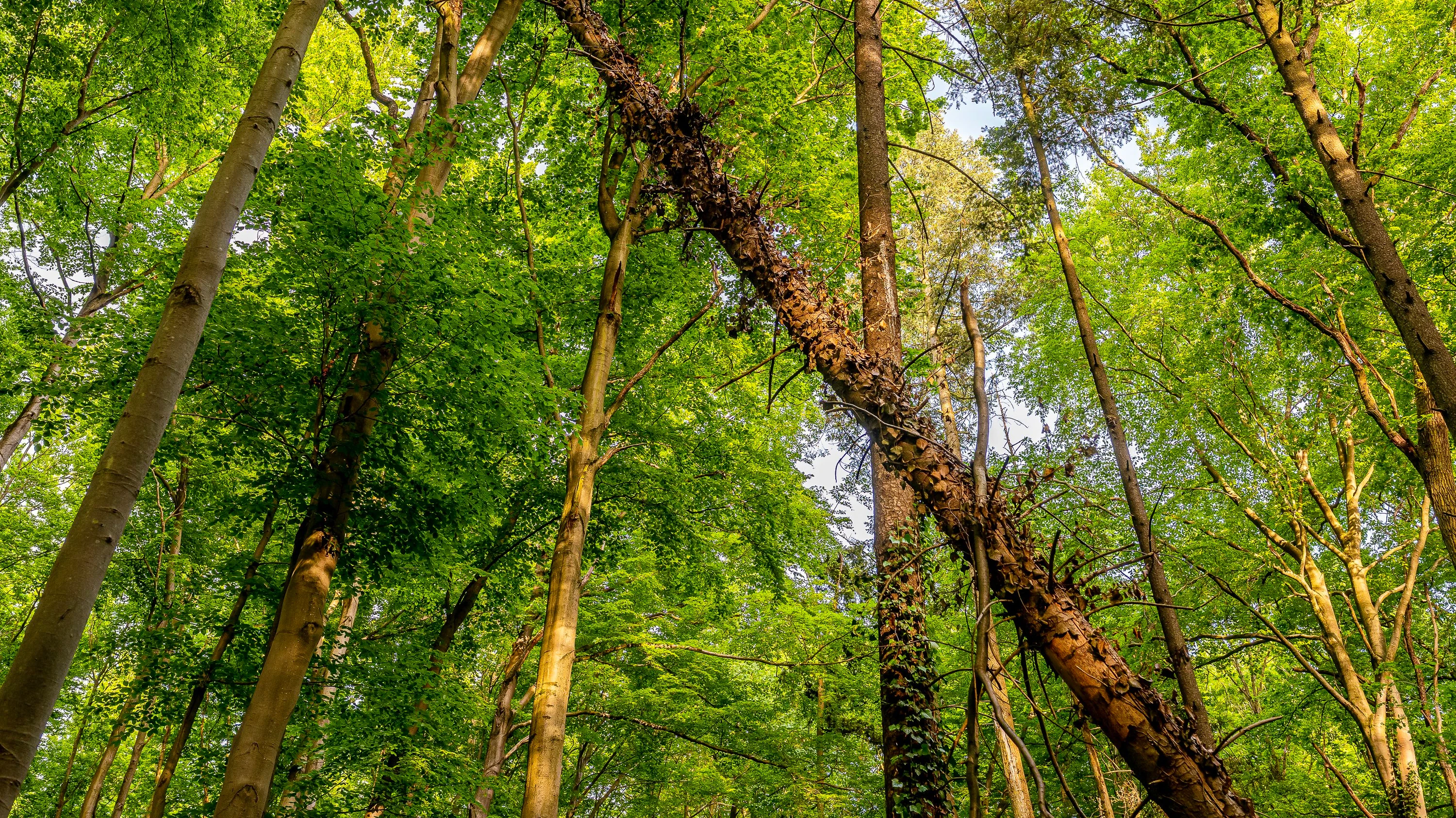 Umstürzende Bäume: Das Risiko steigt nicht nur im Wald Umstürzende Bäume: Das Risiko steigt nicht nur im Wald