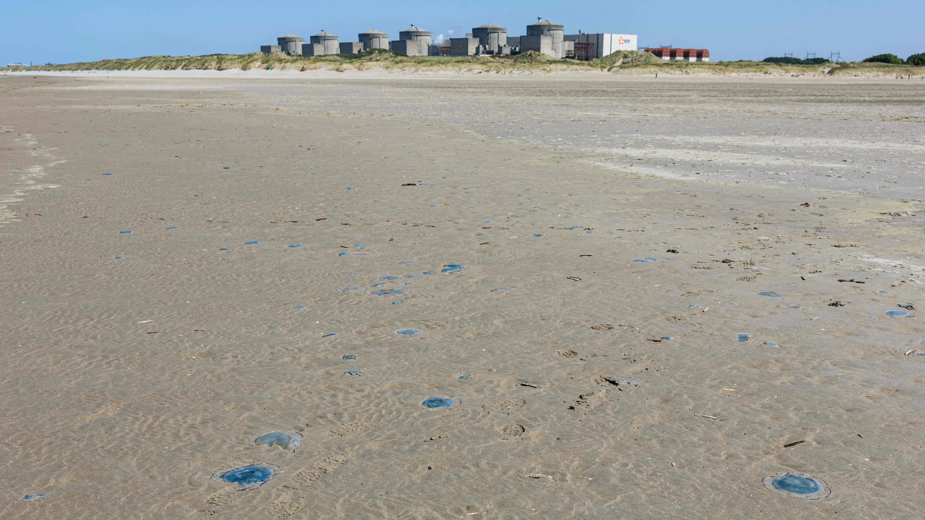 Quallen am Strand vor dem französischen AKW Gravelines. - AFP