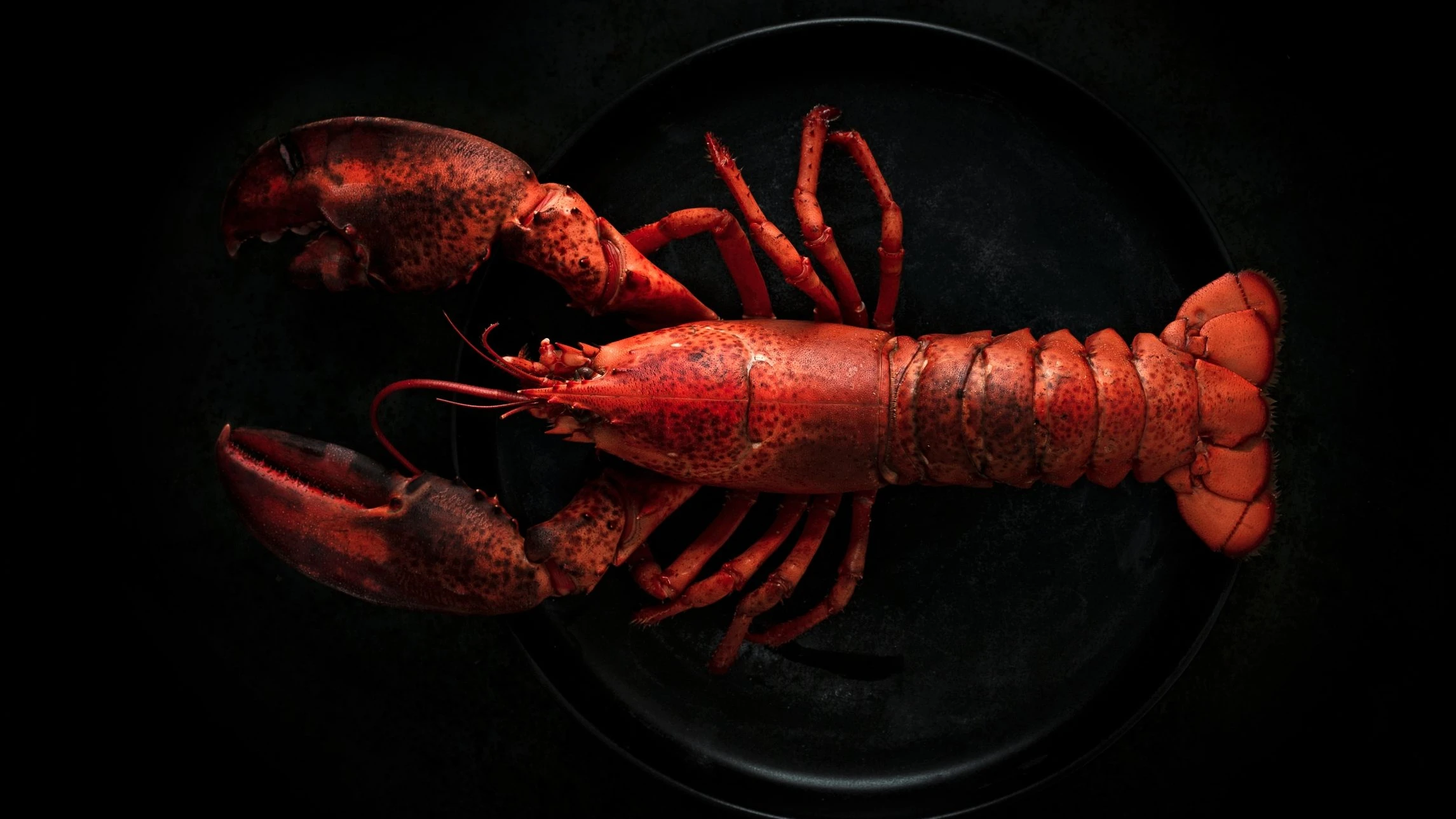 Kochtipps aus der Forschung: Champagner für mich, Aspirin für den Hummer