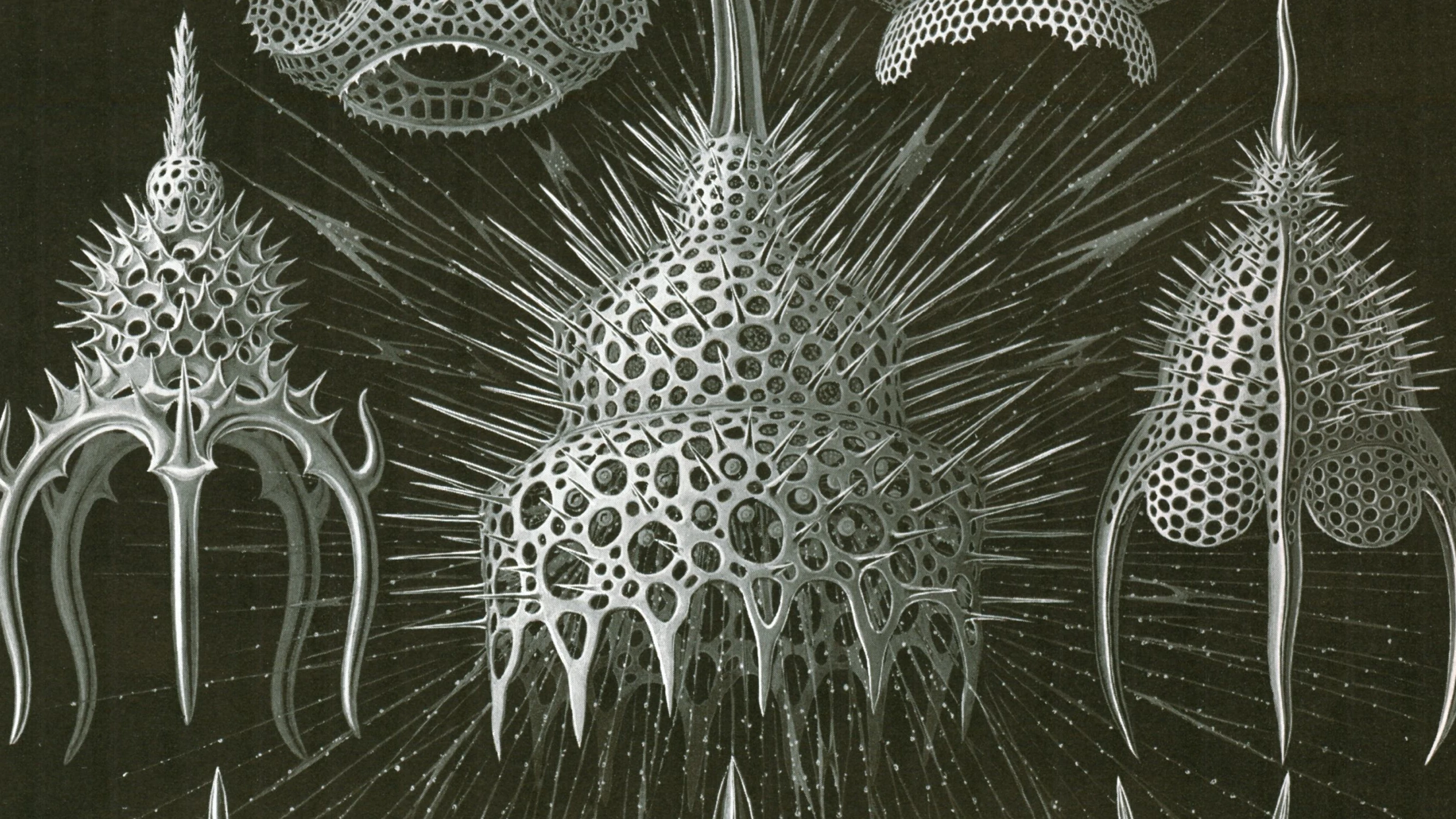 Ausstellung im DHM: Marx war ein Fan von Darwin