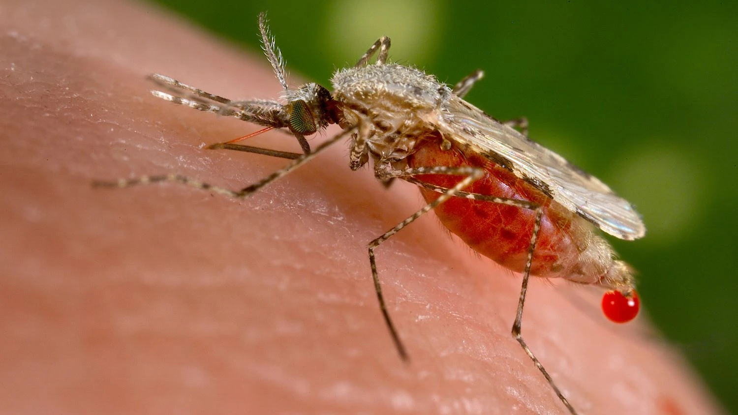 Malaria, Zika, Denguefieber: „Das Risiko ist sehr gering, aber nicht gleich null“