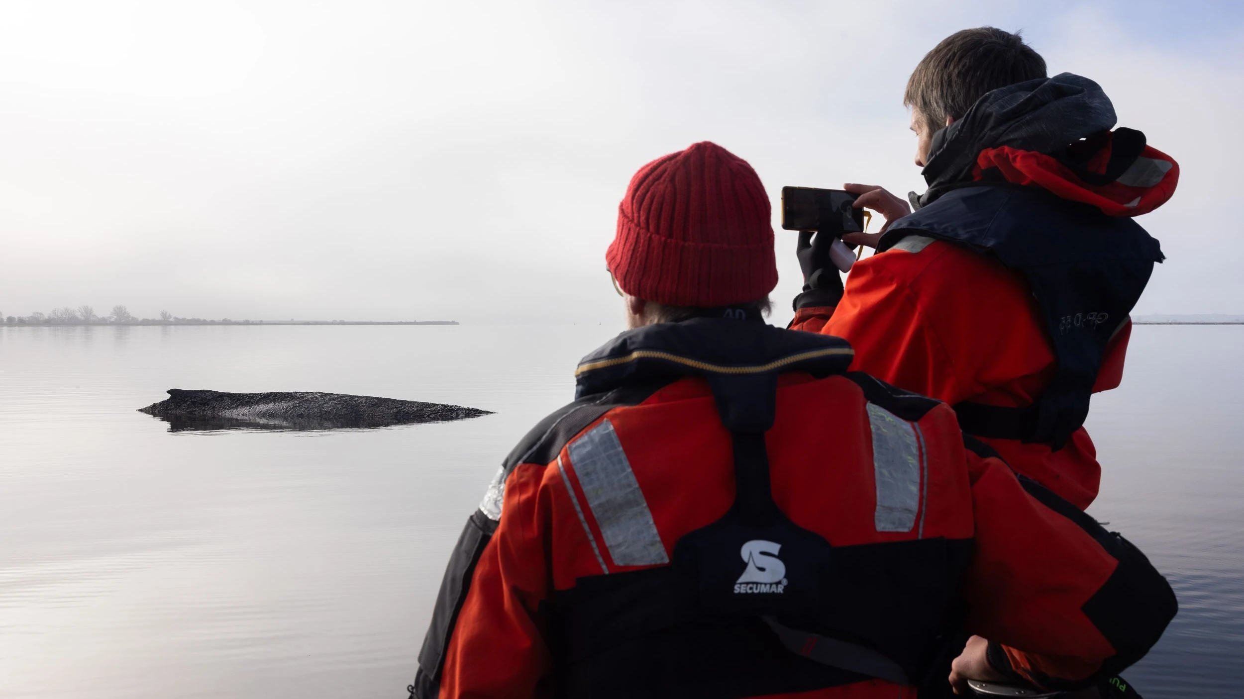 Mensch und Tier: Der Wal als Wille und Vorstellung