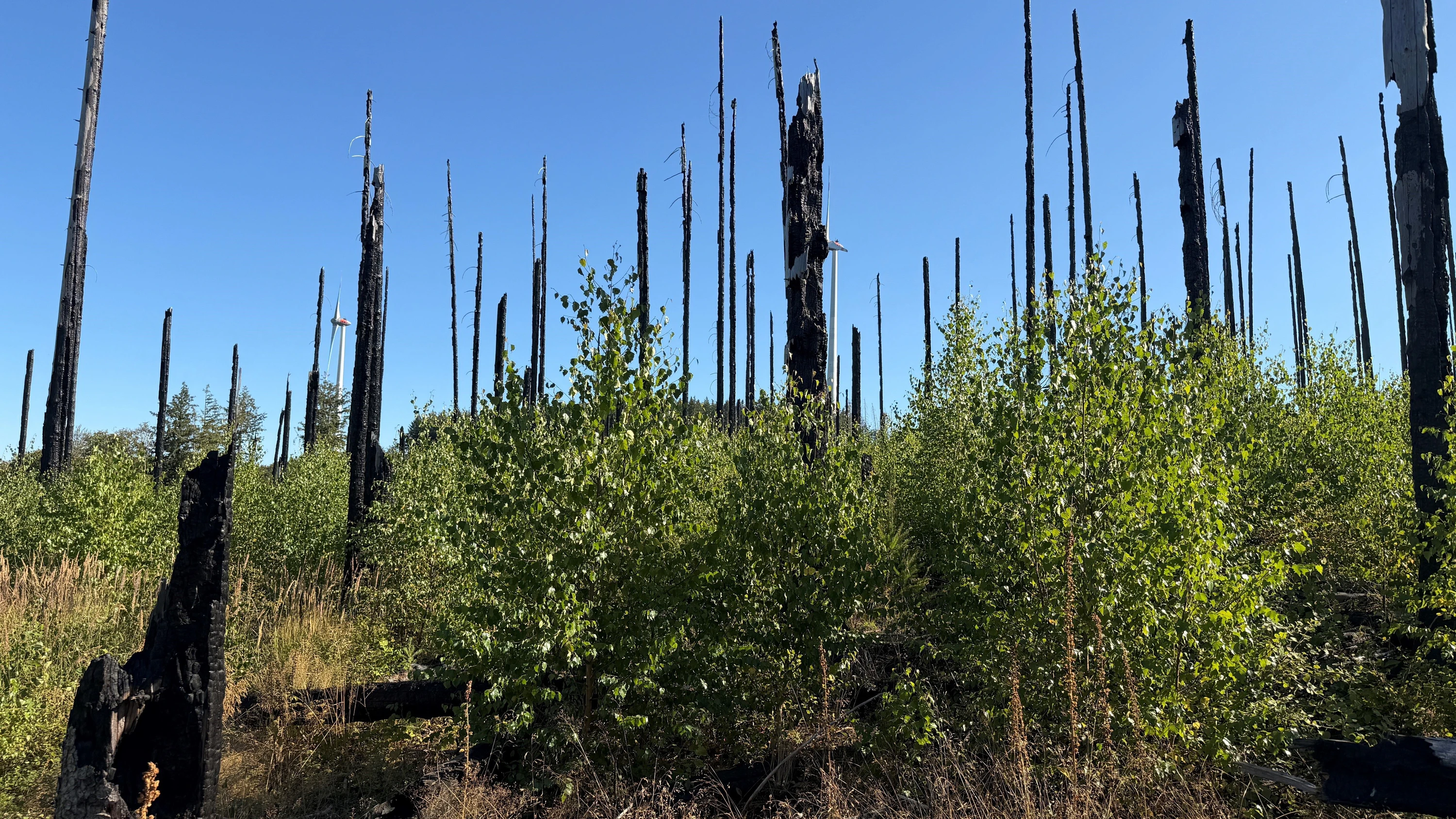 Bild: Naturwaldreservat Zackenbruch: Wie neues Leben nach Waldbränden entsteht