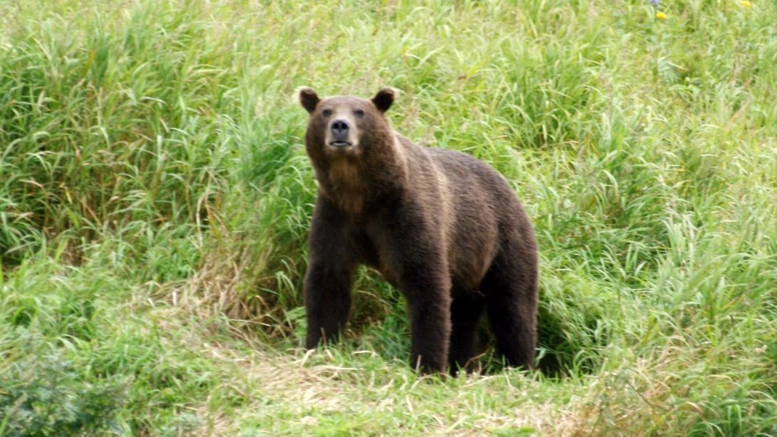 Russland: Bär zerfleischt Camperin im Altai-Gebirge