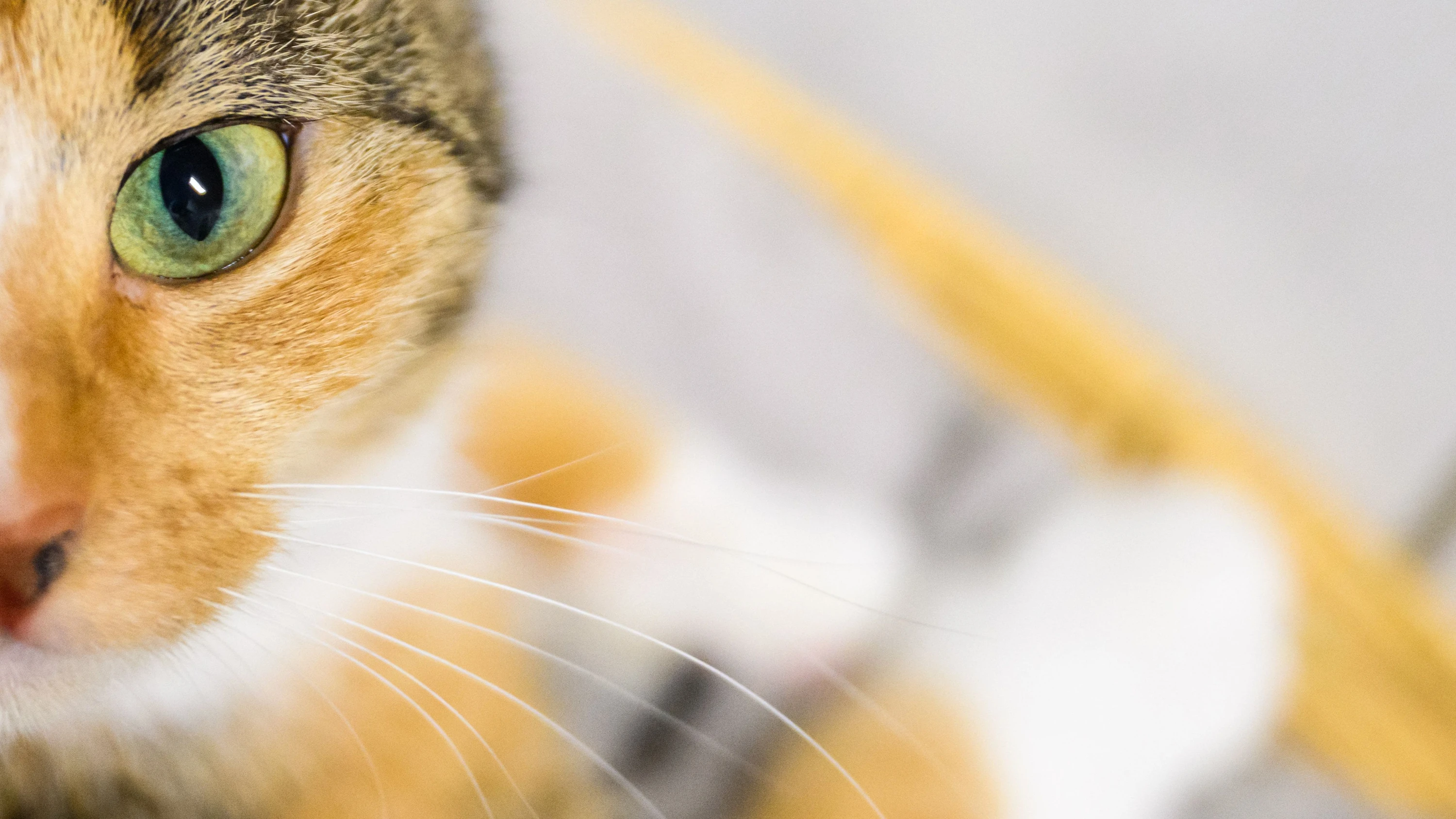 eine-katze-schaut-in-die.webp