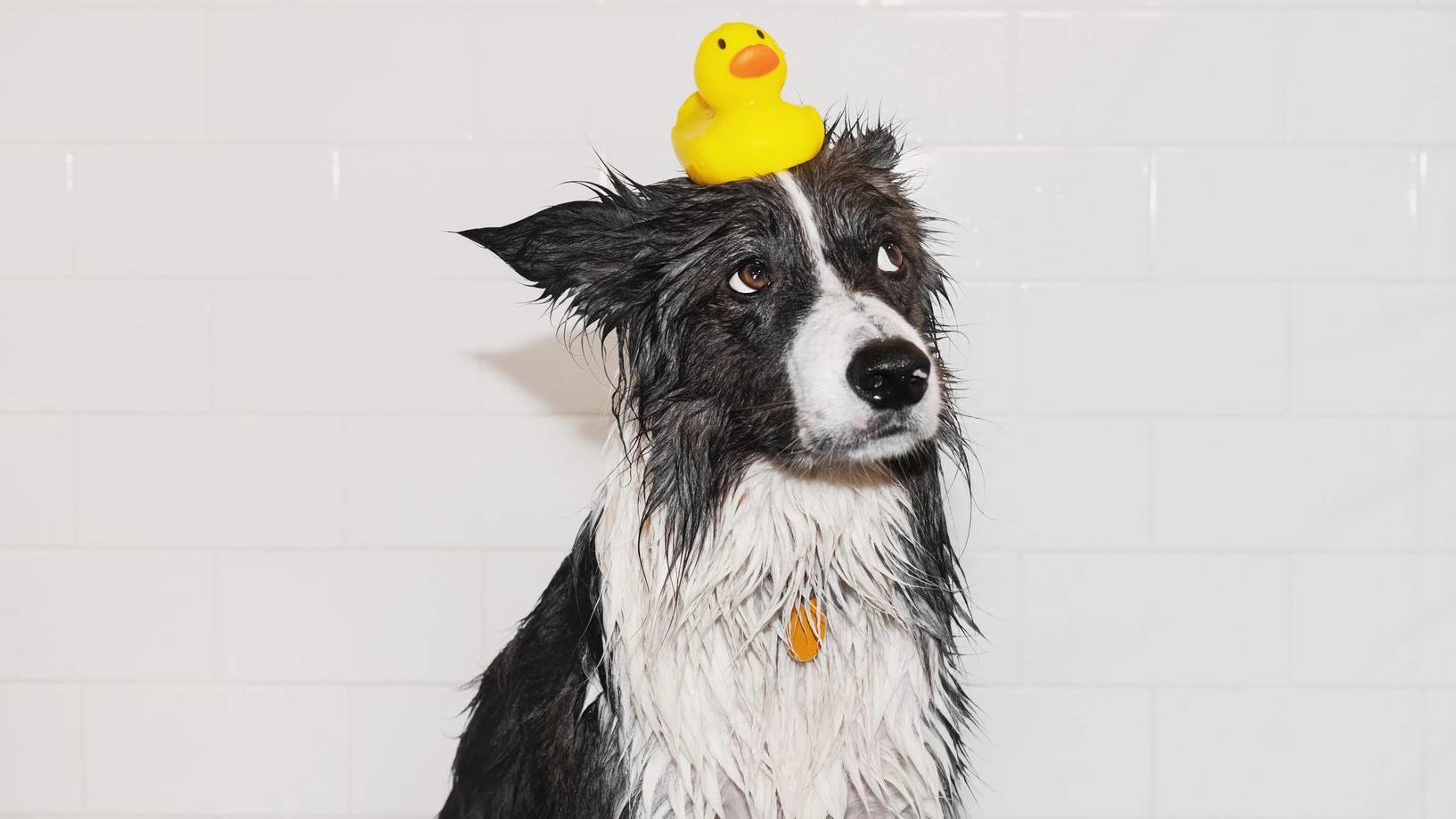 Hunderassen haben spezifische Eigenschaften. Border Collies und Australian Shepherds sind intelligente Schafeintreiber und verkümmern, wenn sie in kleinen Wohnungen ohne ausgiebige Spaziergänge und Trainingseinheiten gehalten werden. - Stocksy
